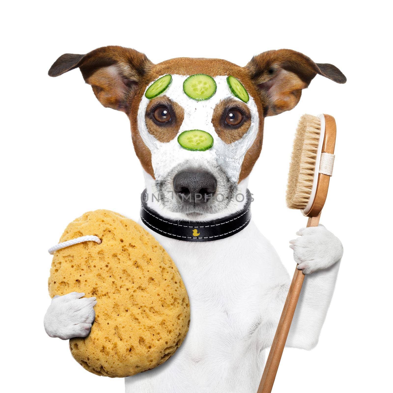 wellness spa wash sponge dog