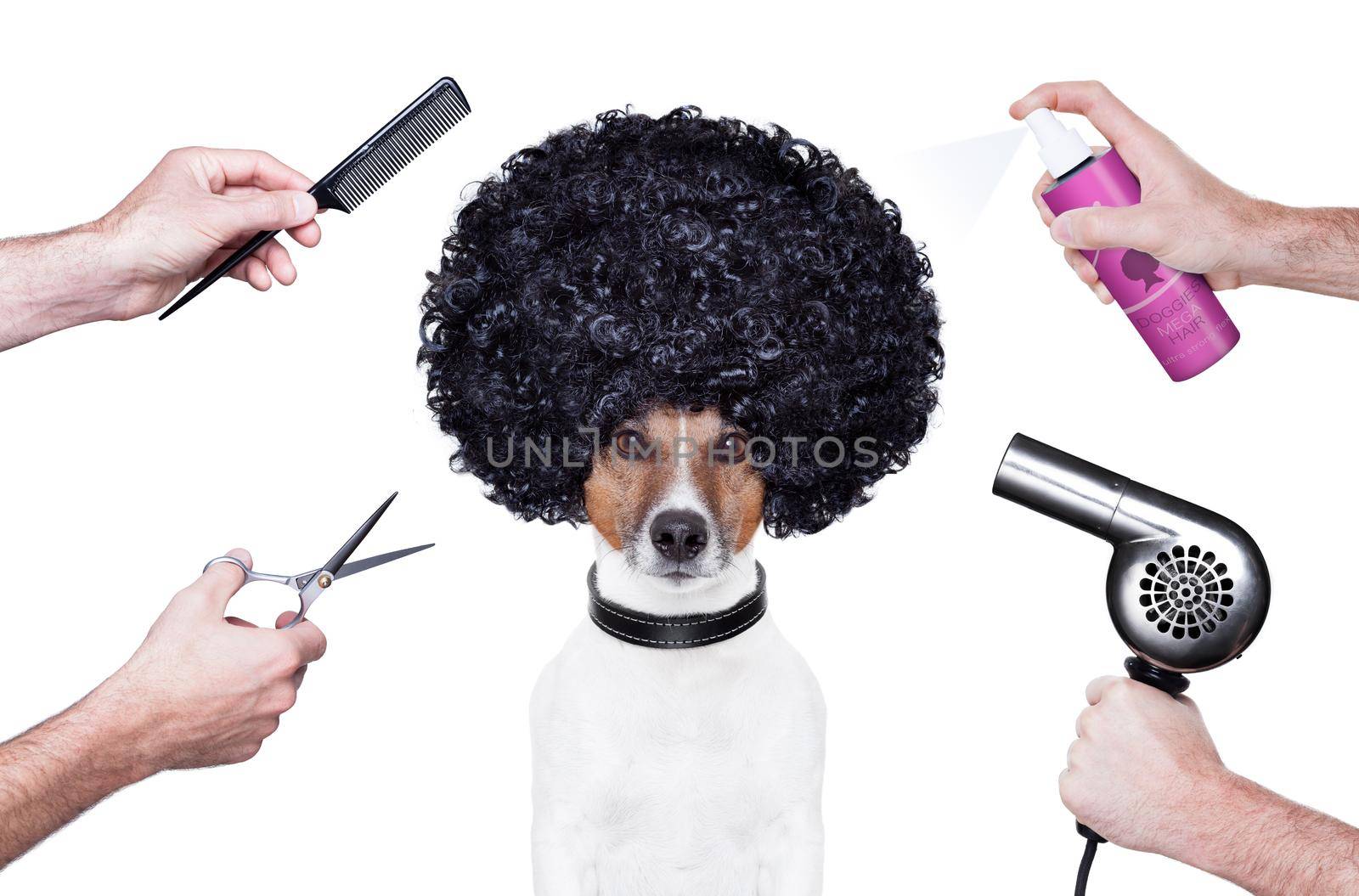 hairdresser  scissors comb dog dryer hair