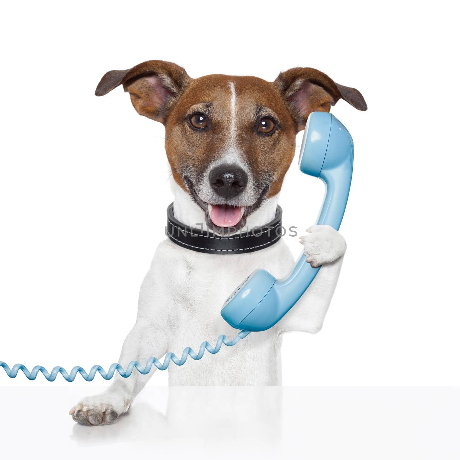 dog on the phone talking  by Brosch