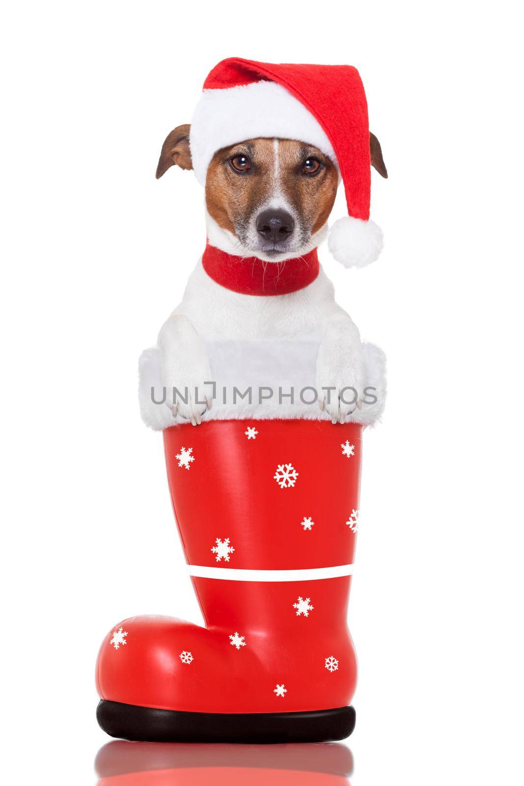 santa christmas dog in a red boot