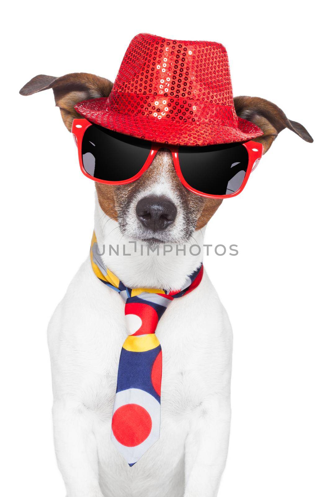 crazy silly funny dog hat glasses  and tie