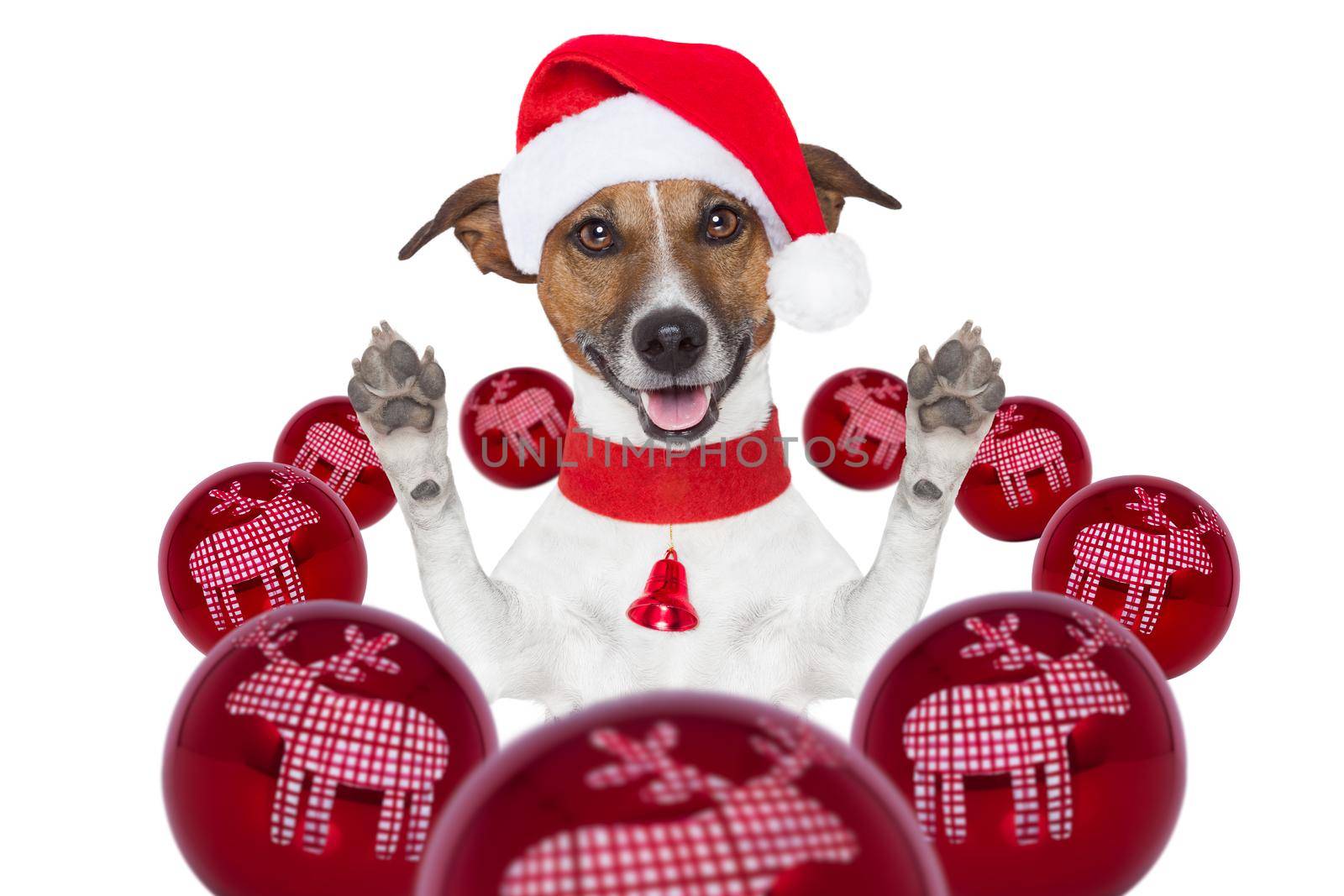 christmas dog with santa hat and balls  by Brosch