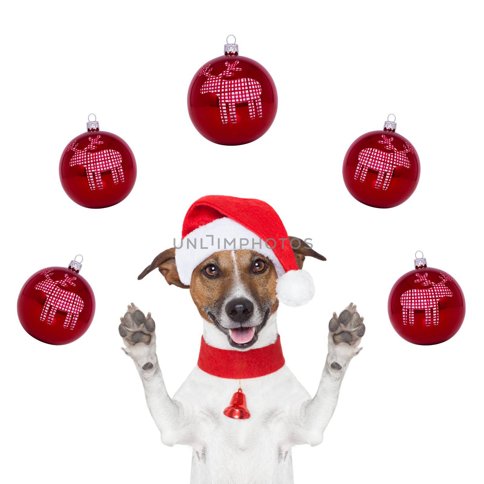 christmas dog with santa hat and balls around