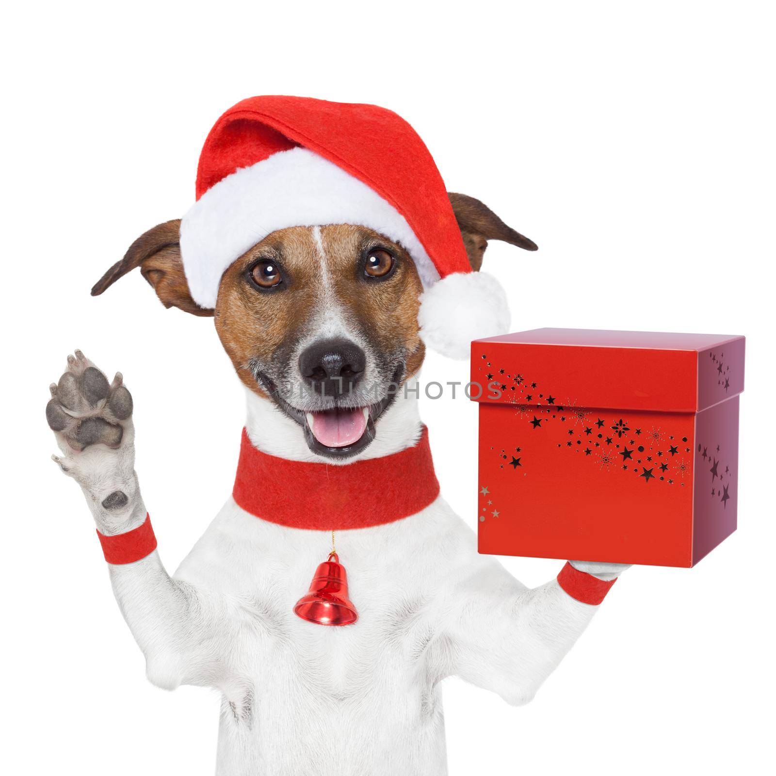 surprise christmas dog with a present box by Brosch