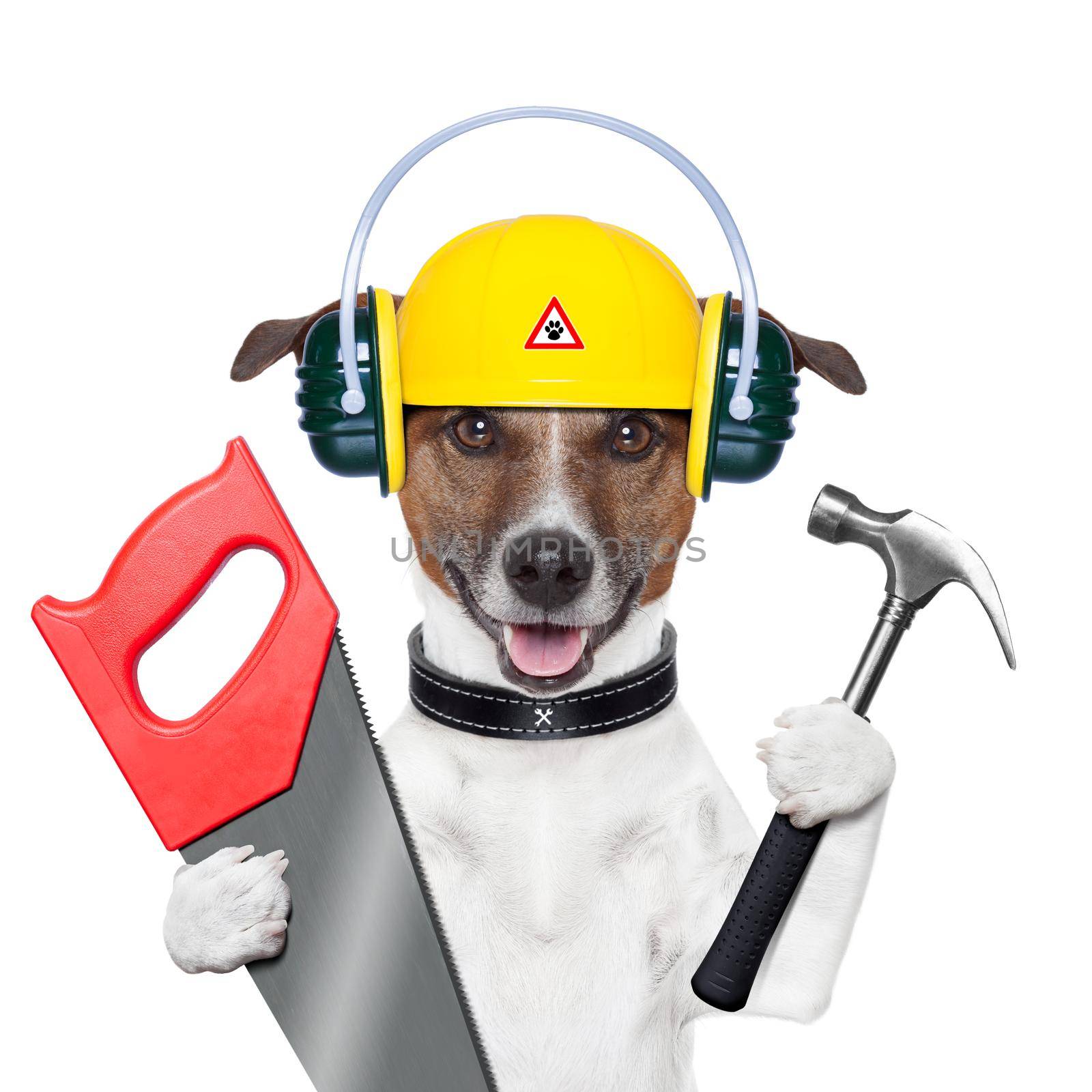 handyman and craftsman dog with hammer and saw