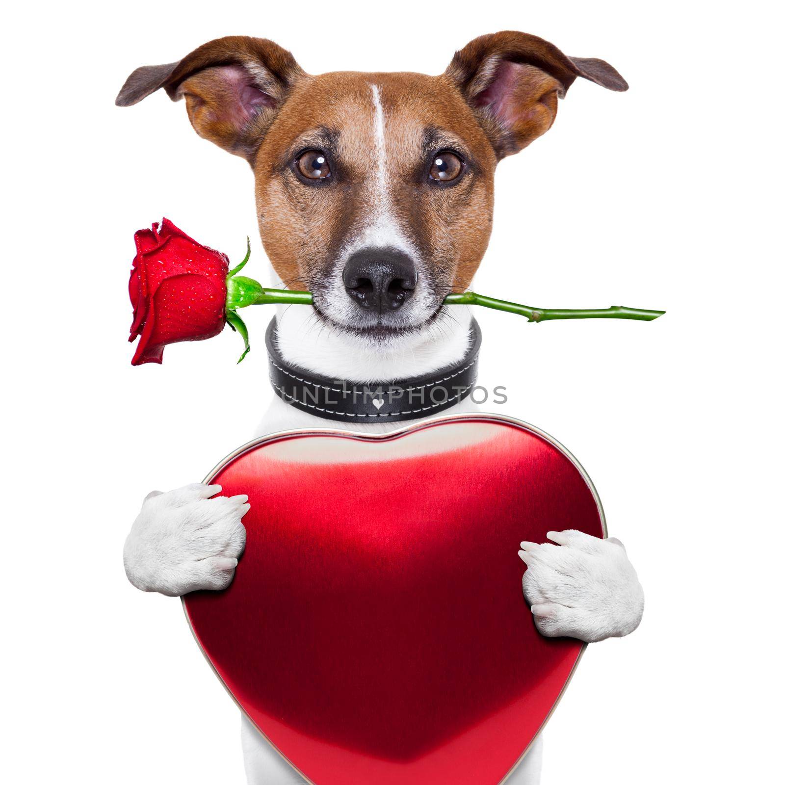 valentine dog with red rose and red big heart