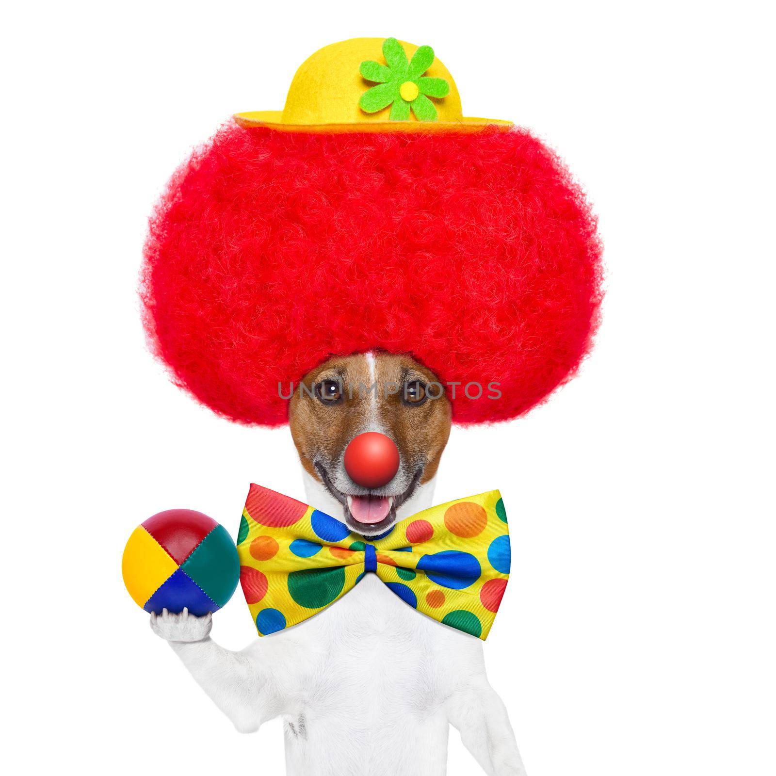 clown dog with red wig and nose holding a ball