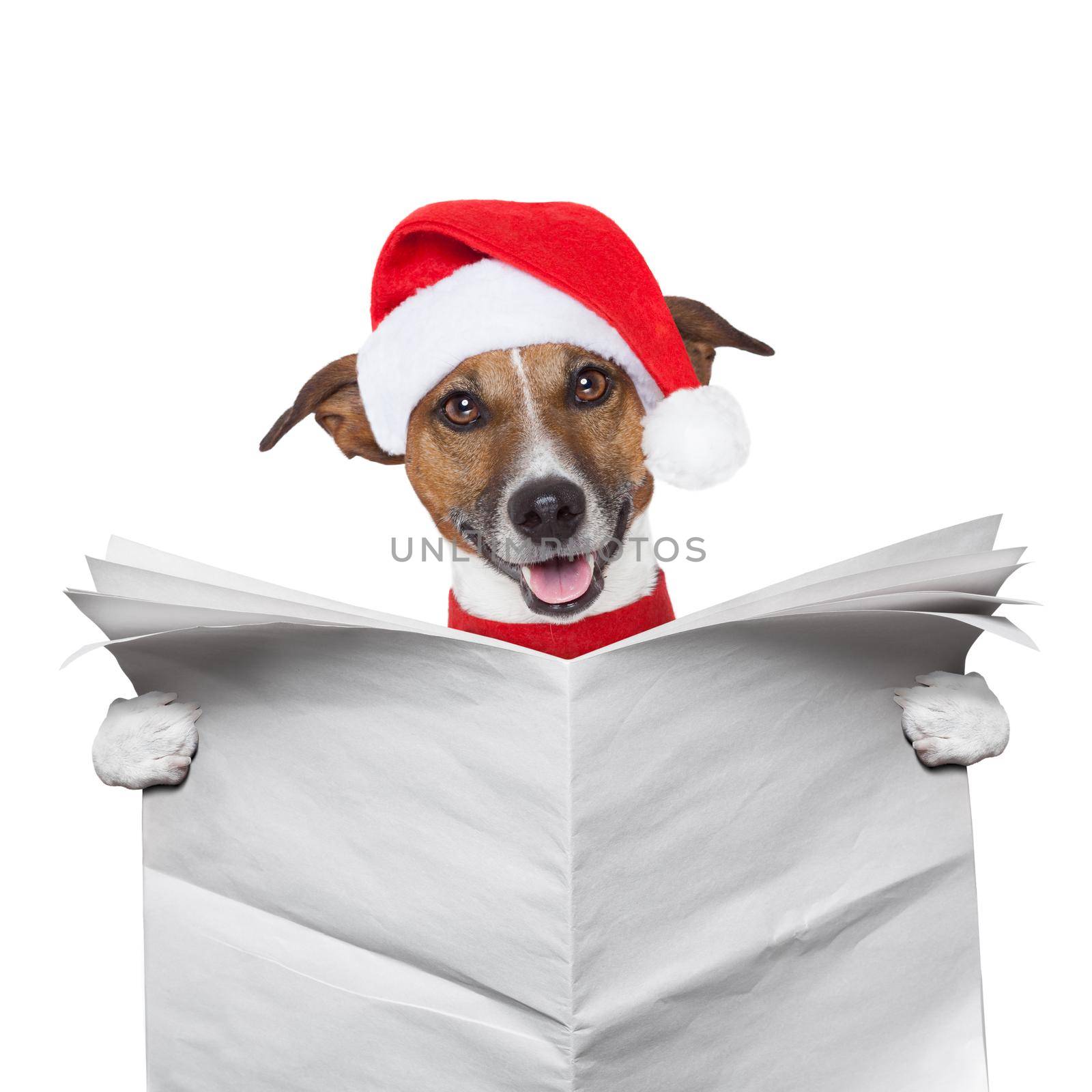 christmas dog reading a newspaper