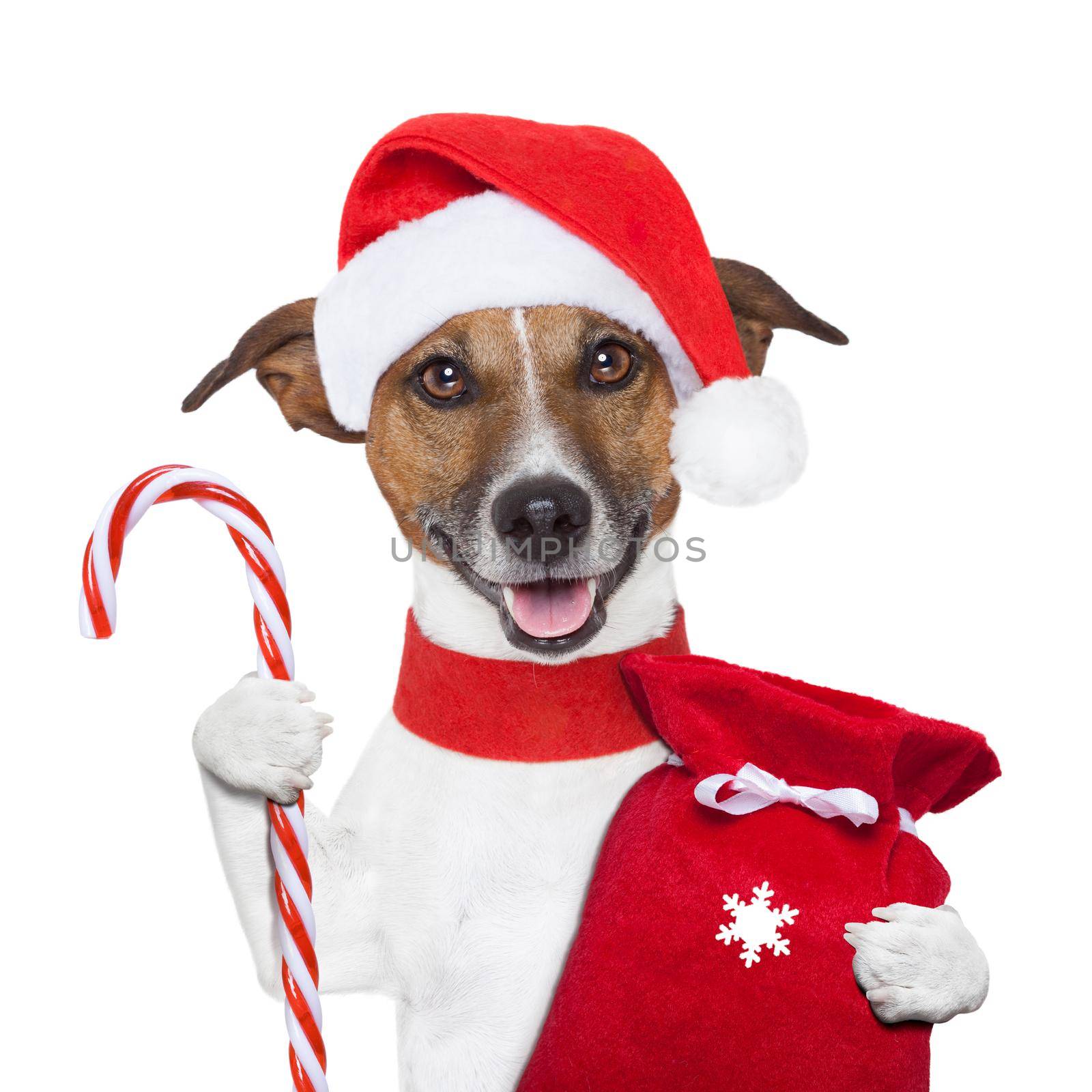 christmas dog holding a candy stick and sack