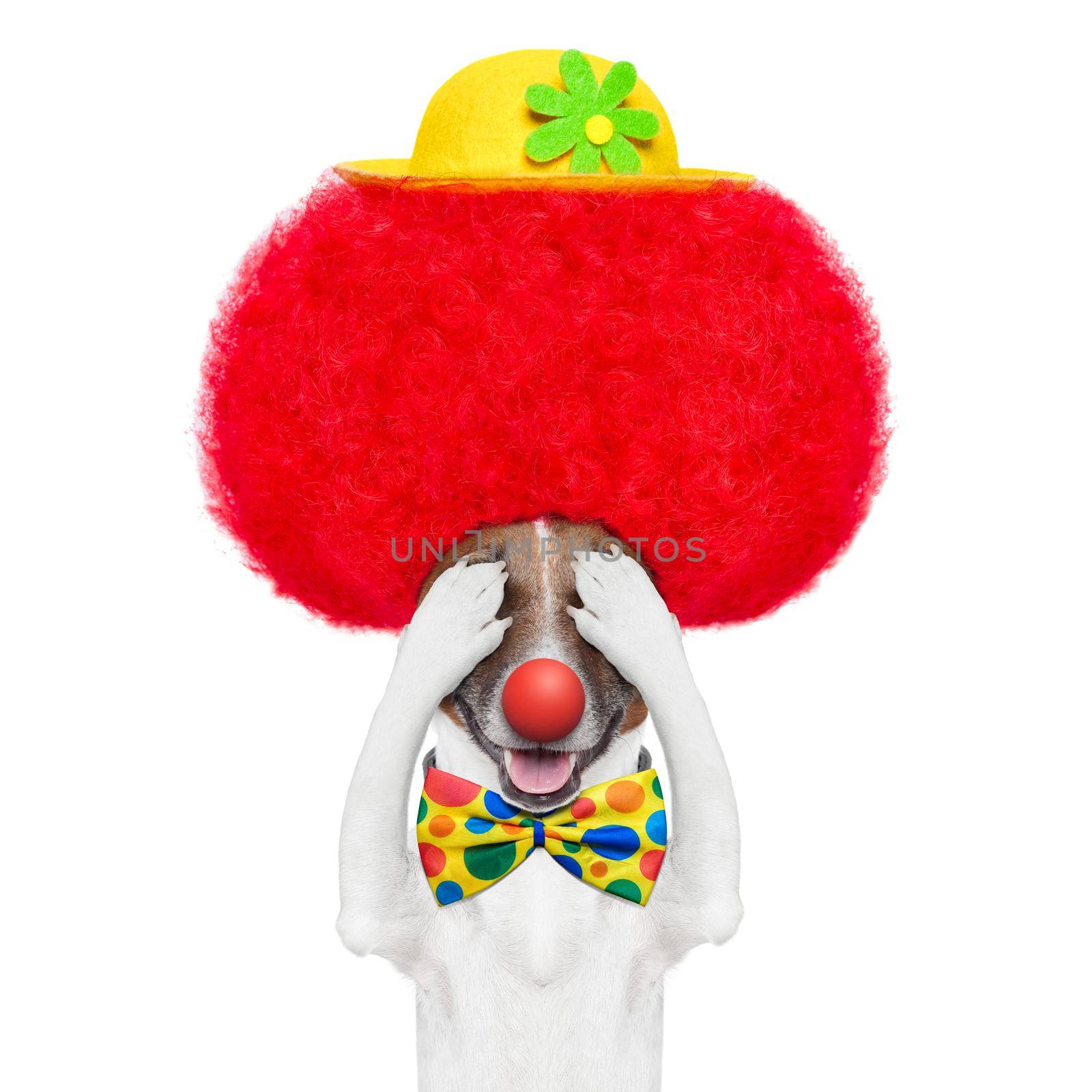 clown dog with red wig and hat hiding and covering both eyes