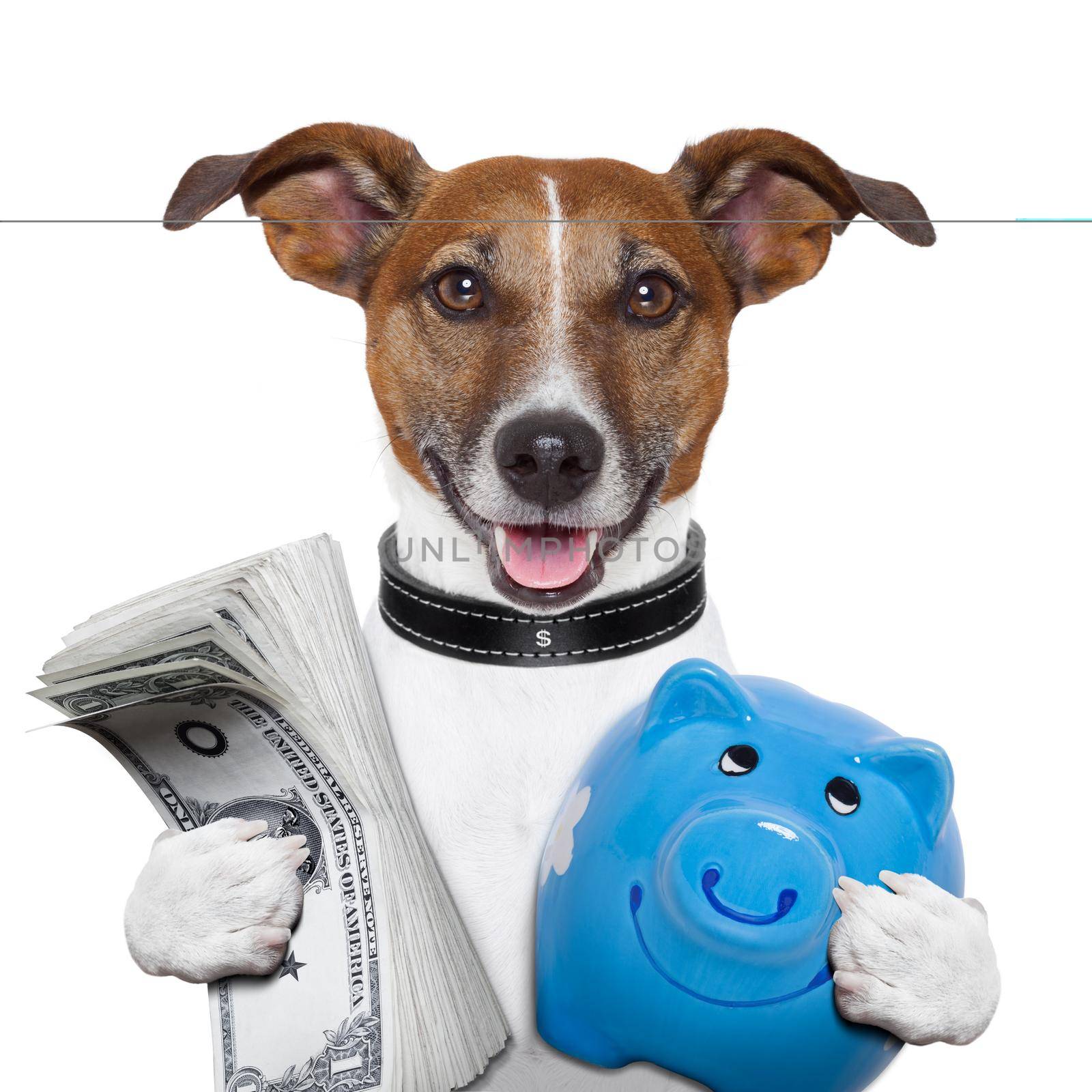 money dog holding a blue piggybank