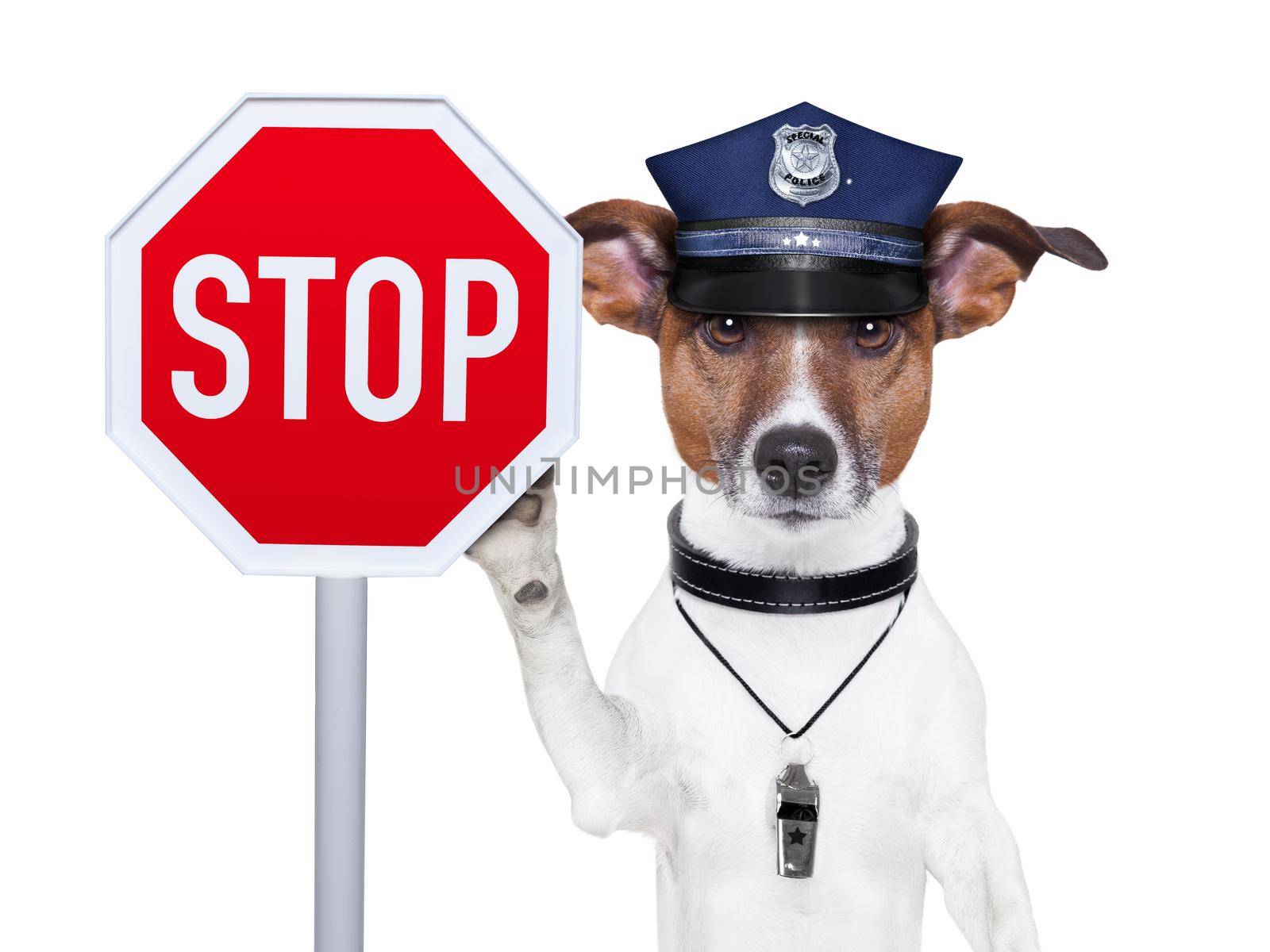 police dog with a street stop sign