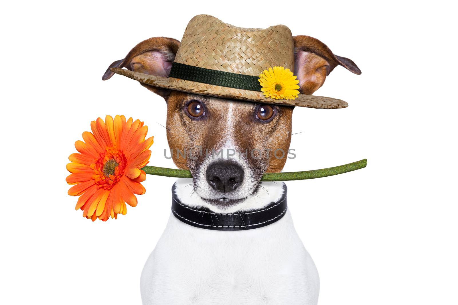 dog holding a gerbera flower on his mouth