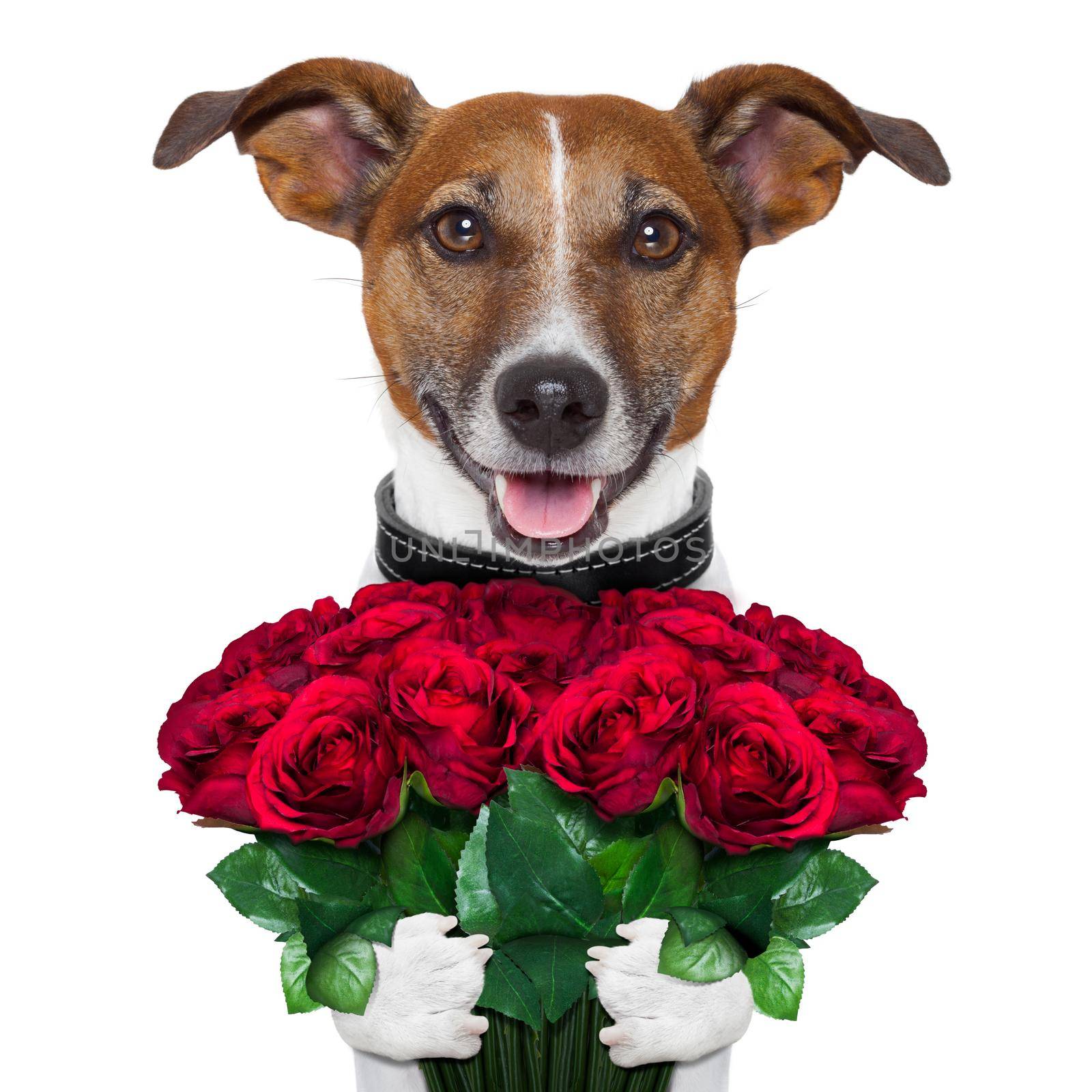 valentine dog  with a bouquet of  red  roses
