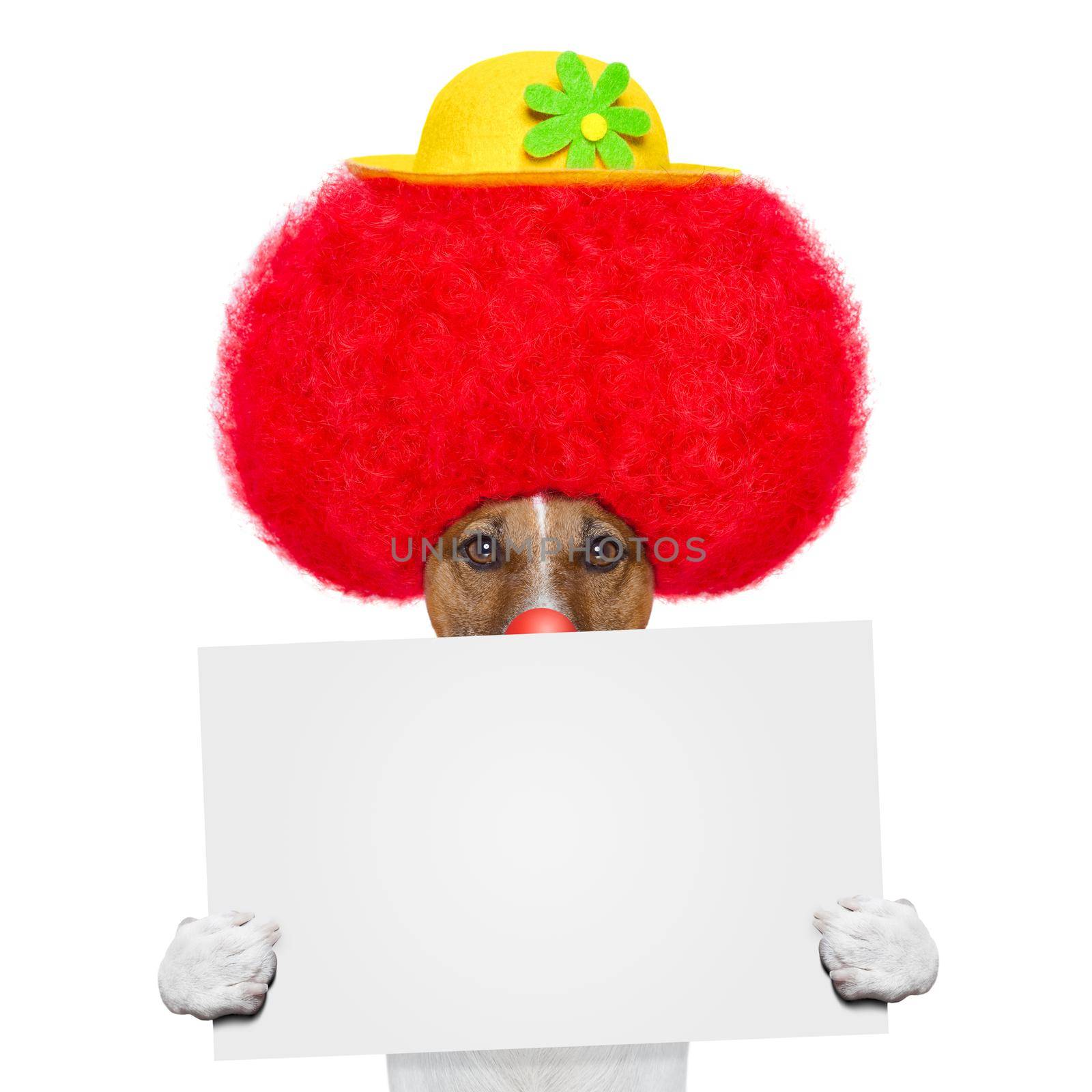 clown dog with red wig and hat holding a banner
