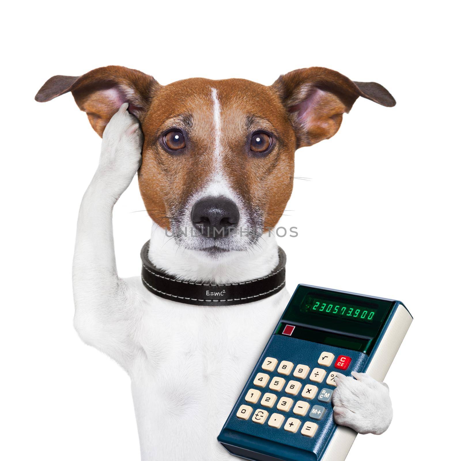Successful dog accountant  by Brosch