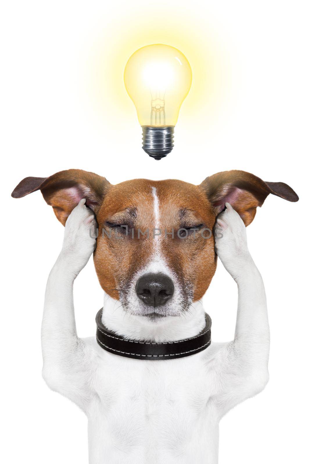 smart dog thinking with a light bulb on top