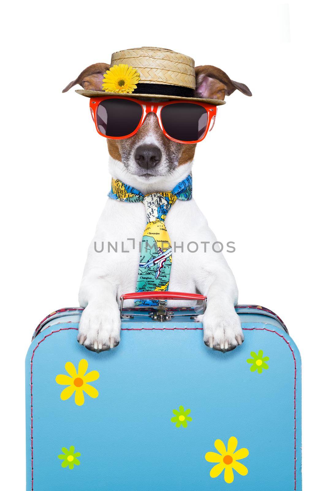 dog on holidays with luggage ,funny tie and hat