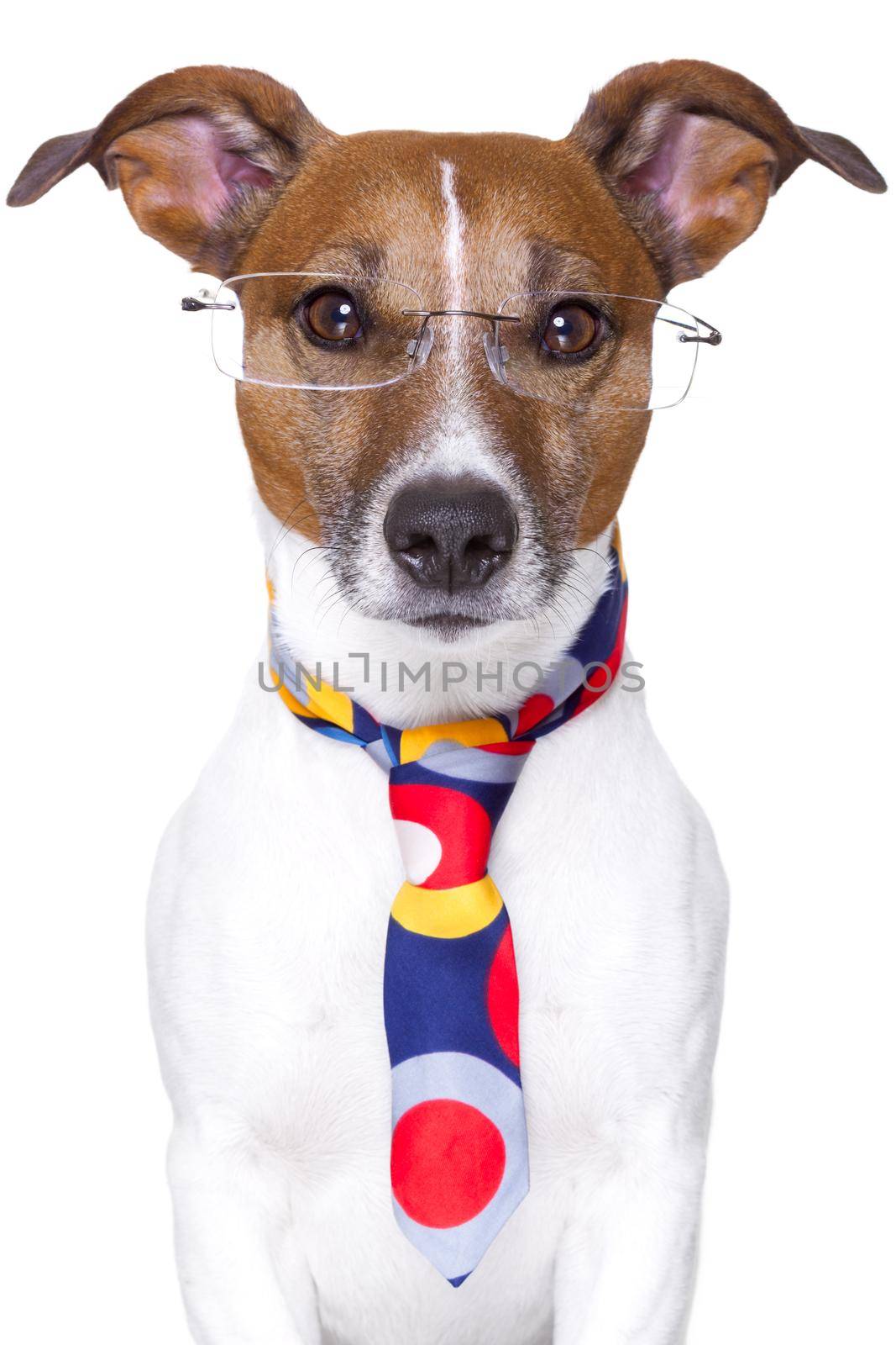office dog wearing funny  tie and glasses
