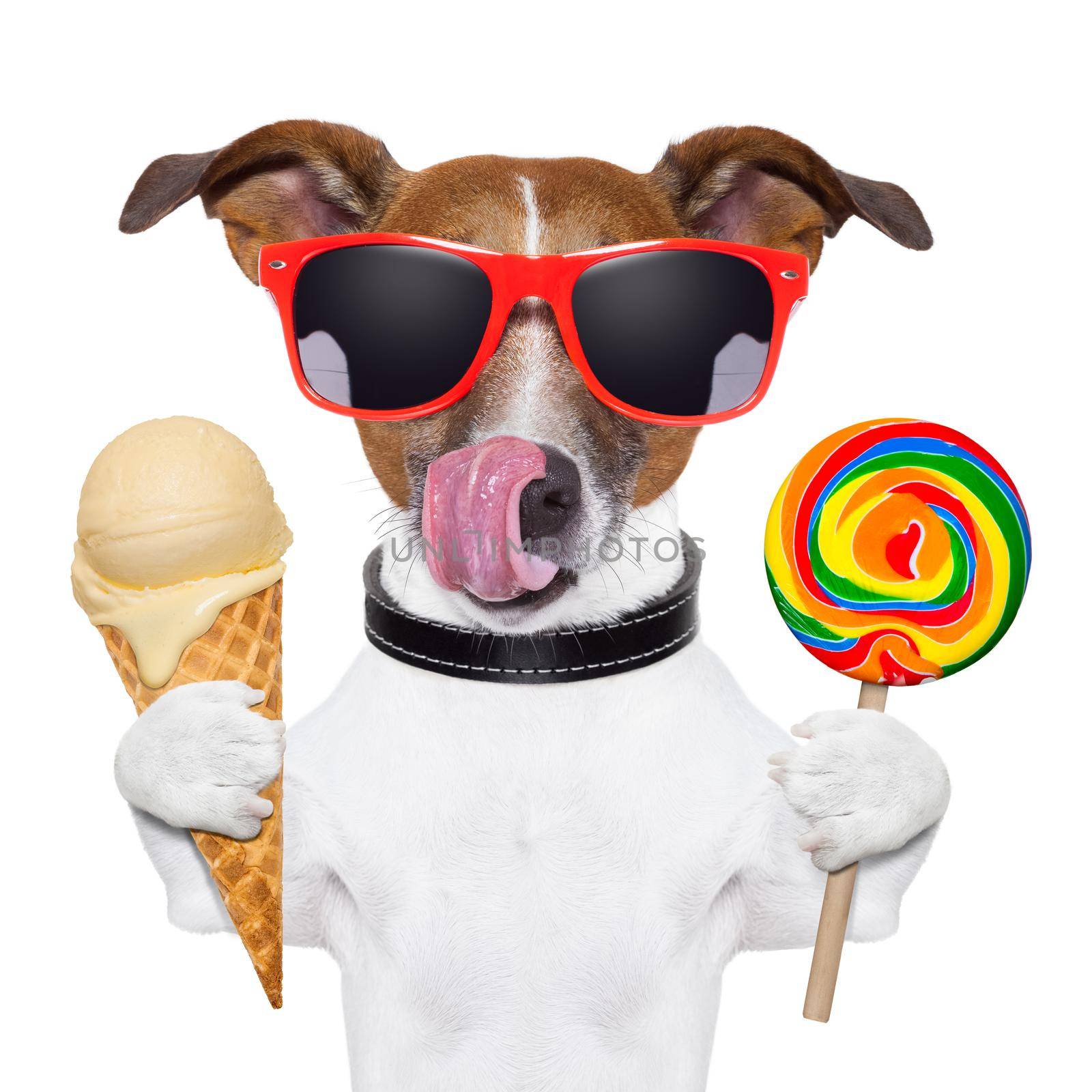 dog licking with ice cream and lolly