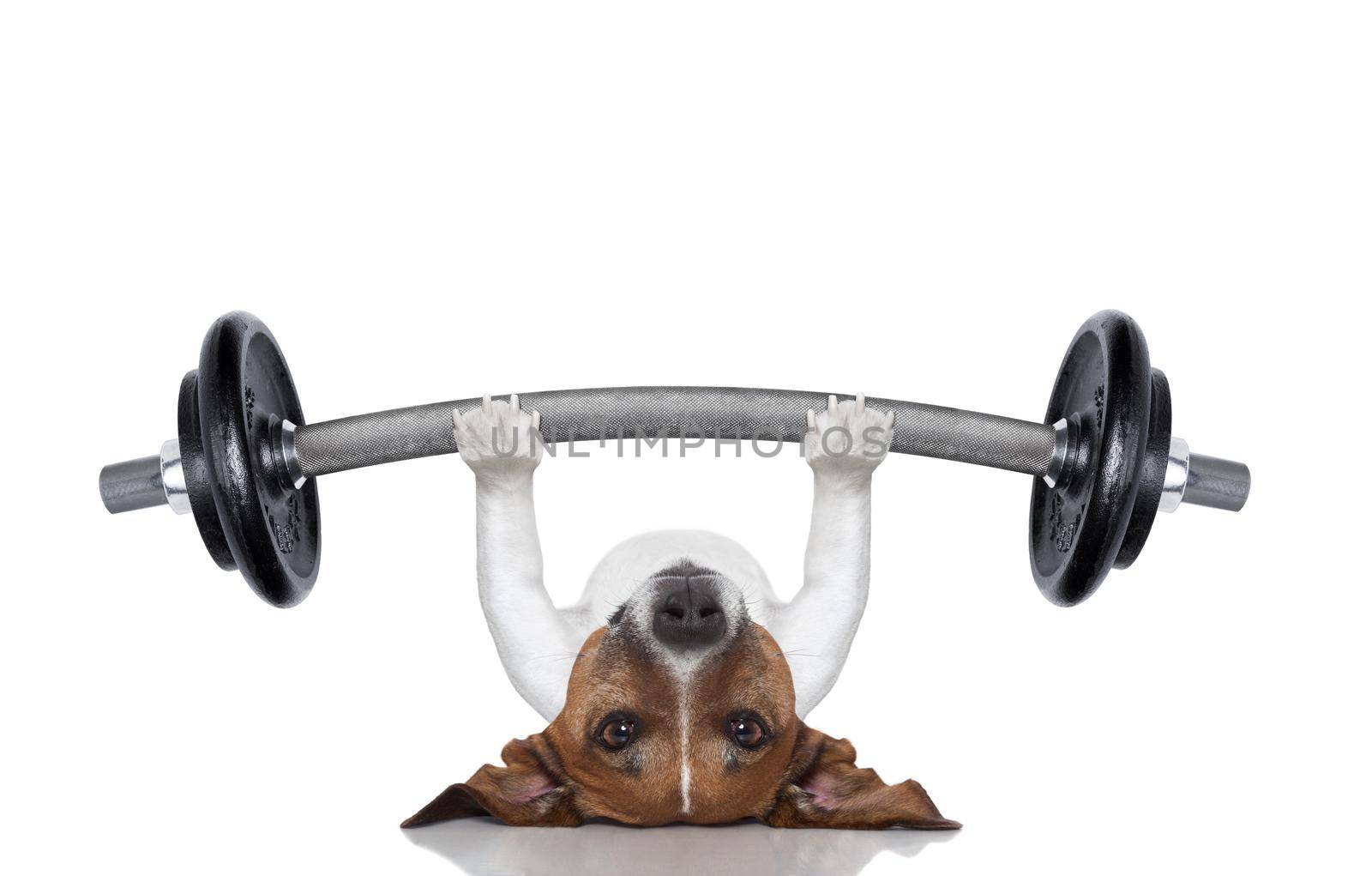 personal trainer dog by Brosch