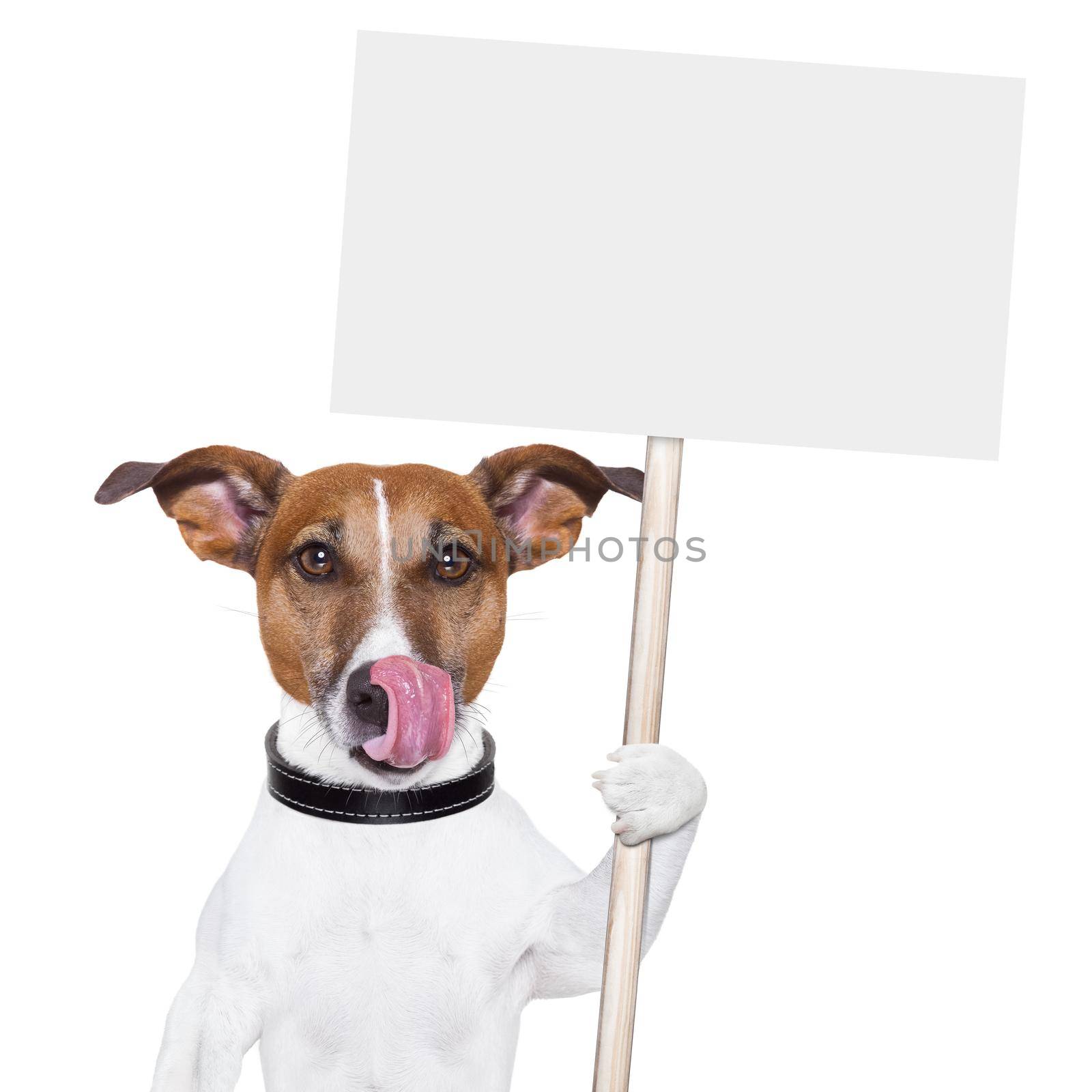 dog holding an empty placard and licking