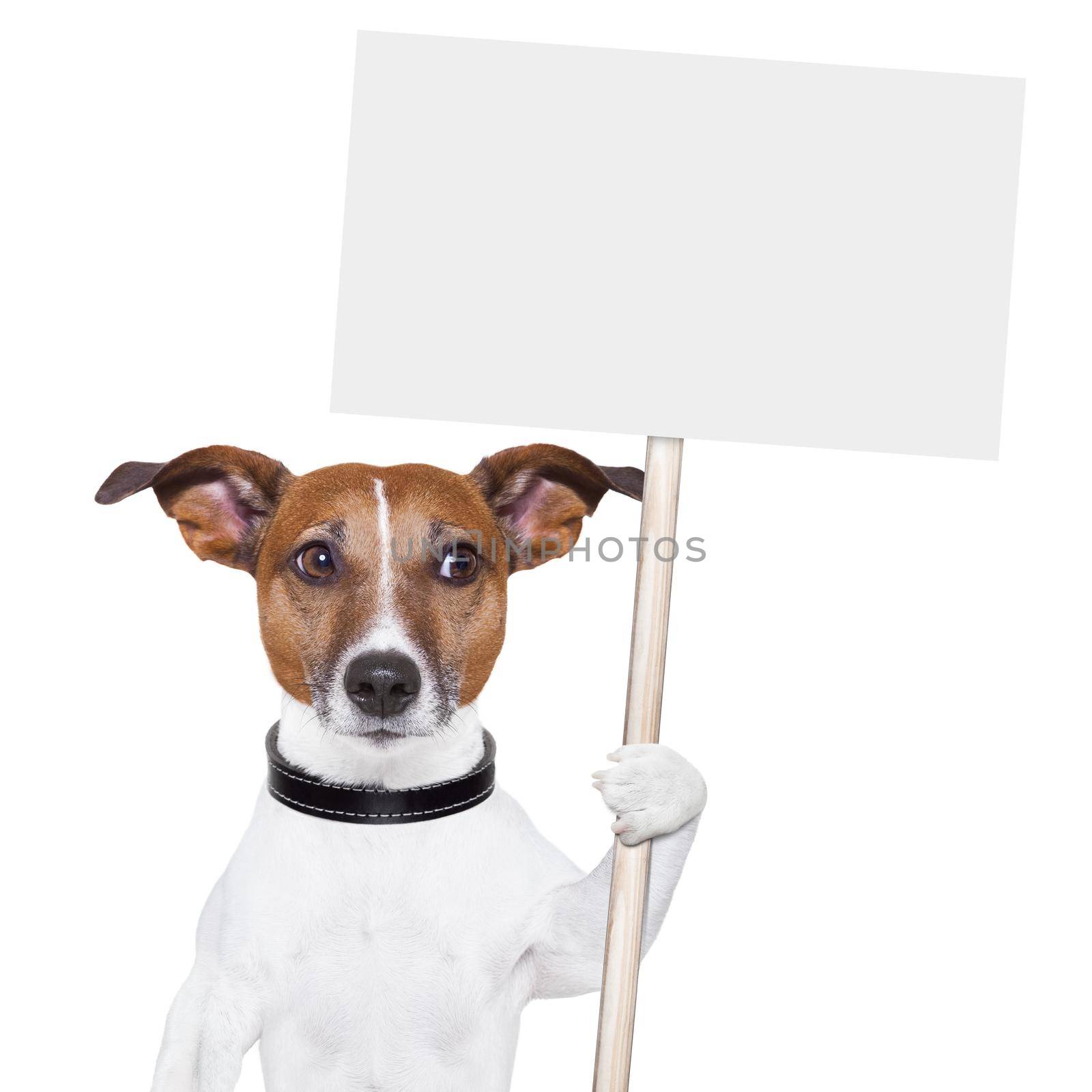 dog holding an empty placard and looking sideways