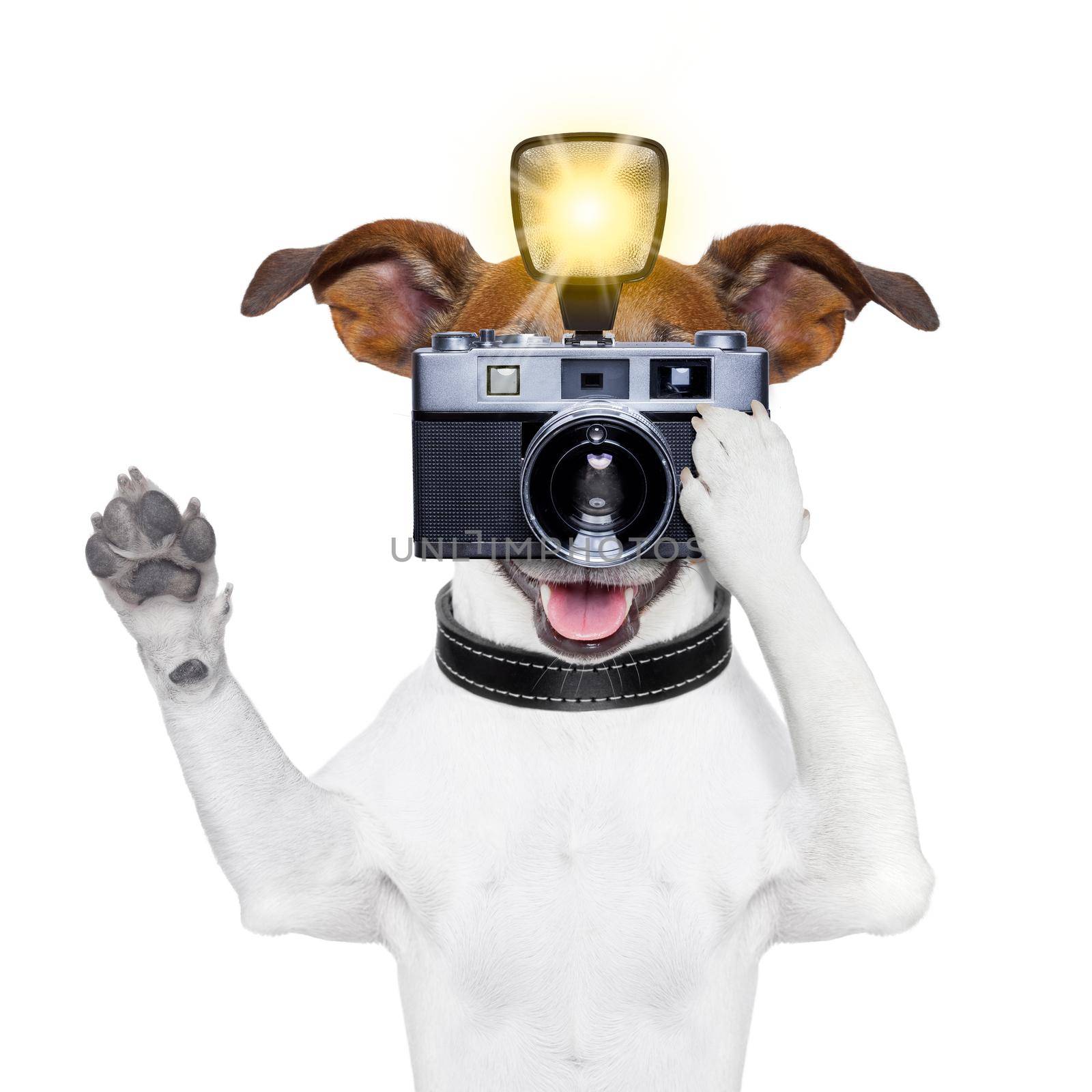 dog taking a photo with an old camera and flashgun