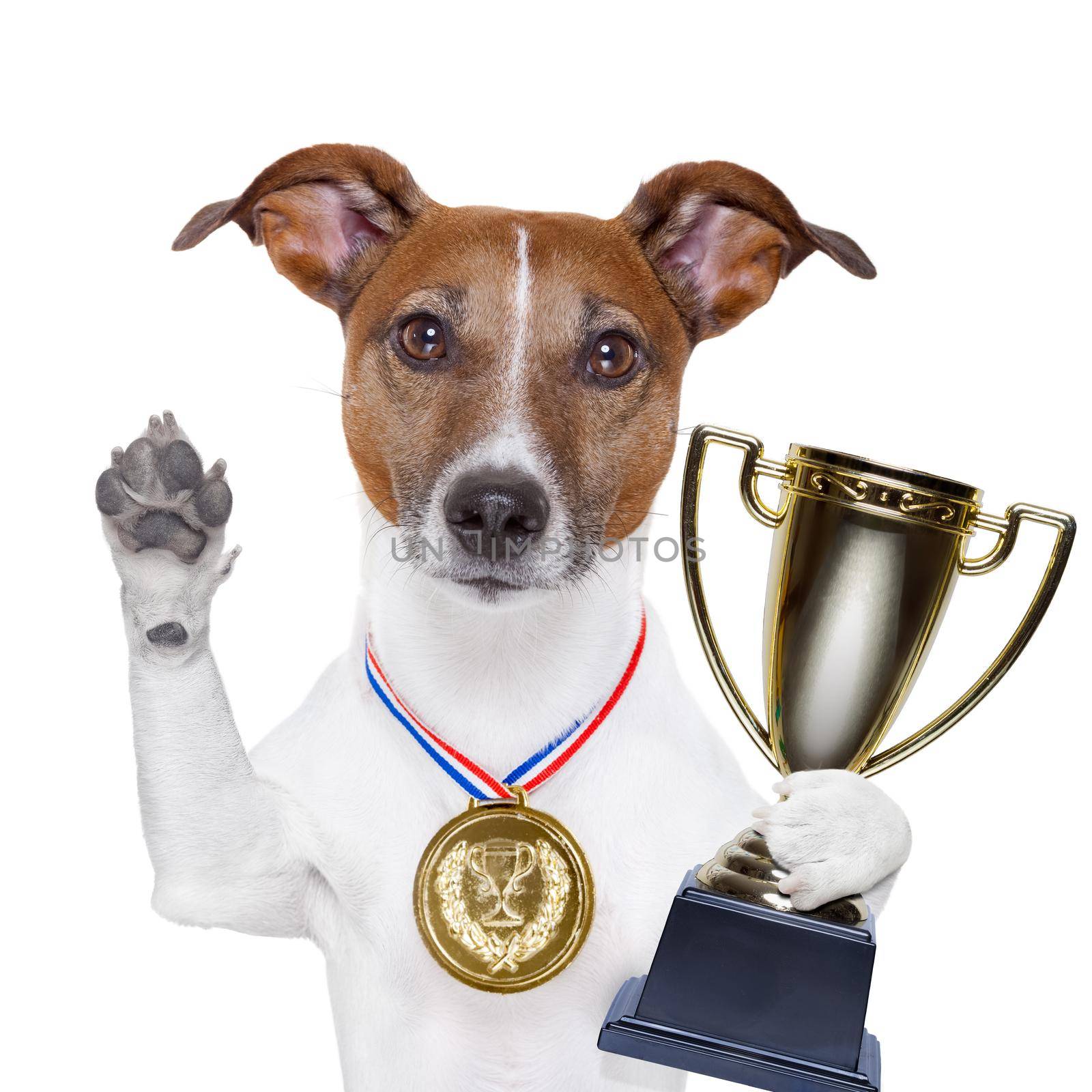 champion winning dog with a gold medal