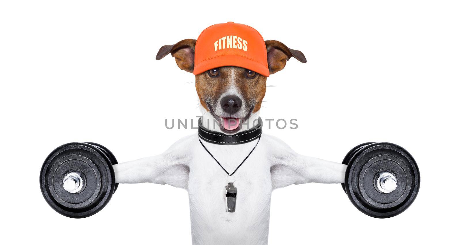 fitness dog  by Brosch