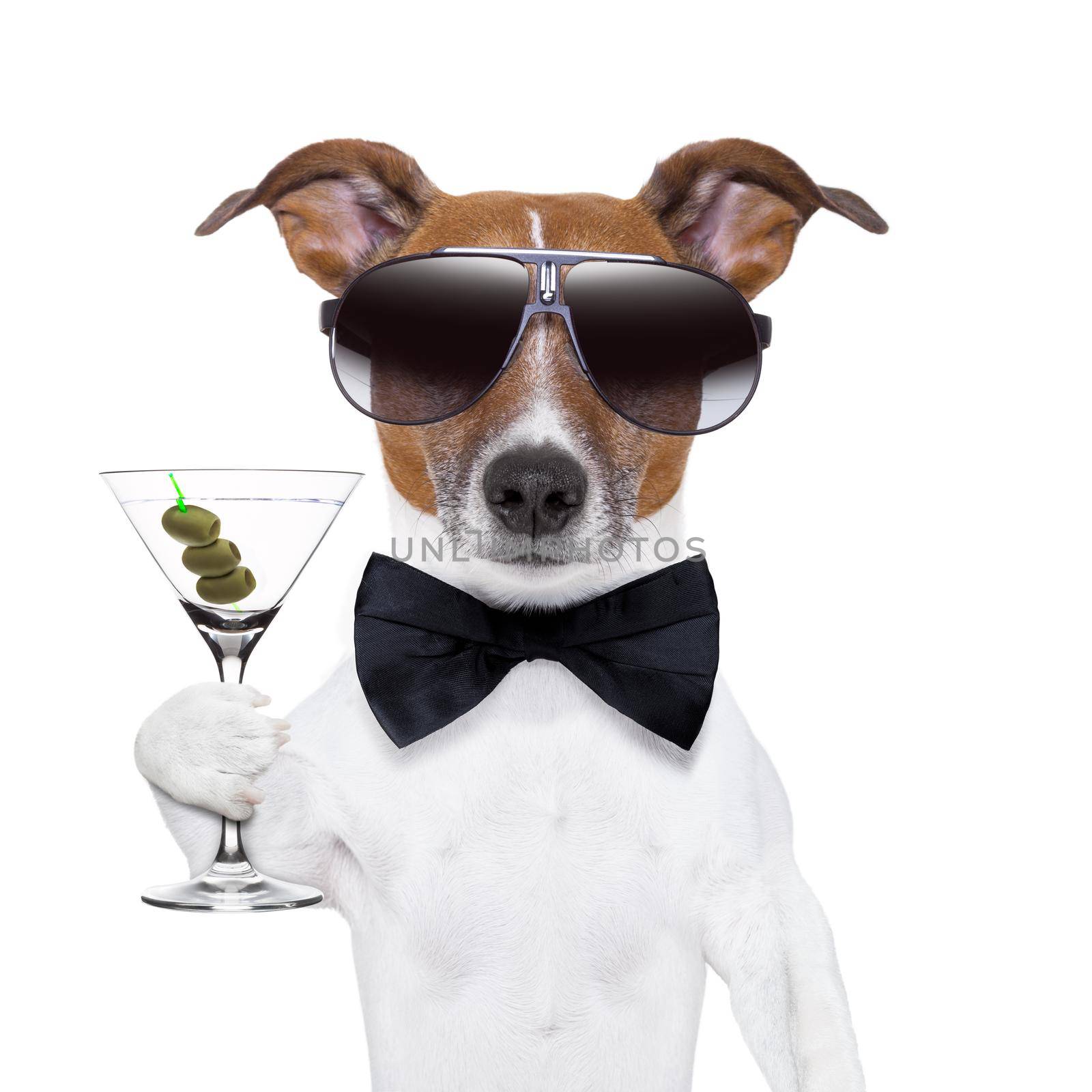 party dog toasting with a martini glass with olives