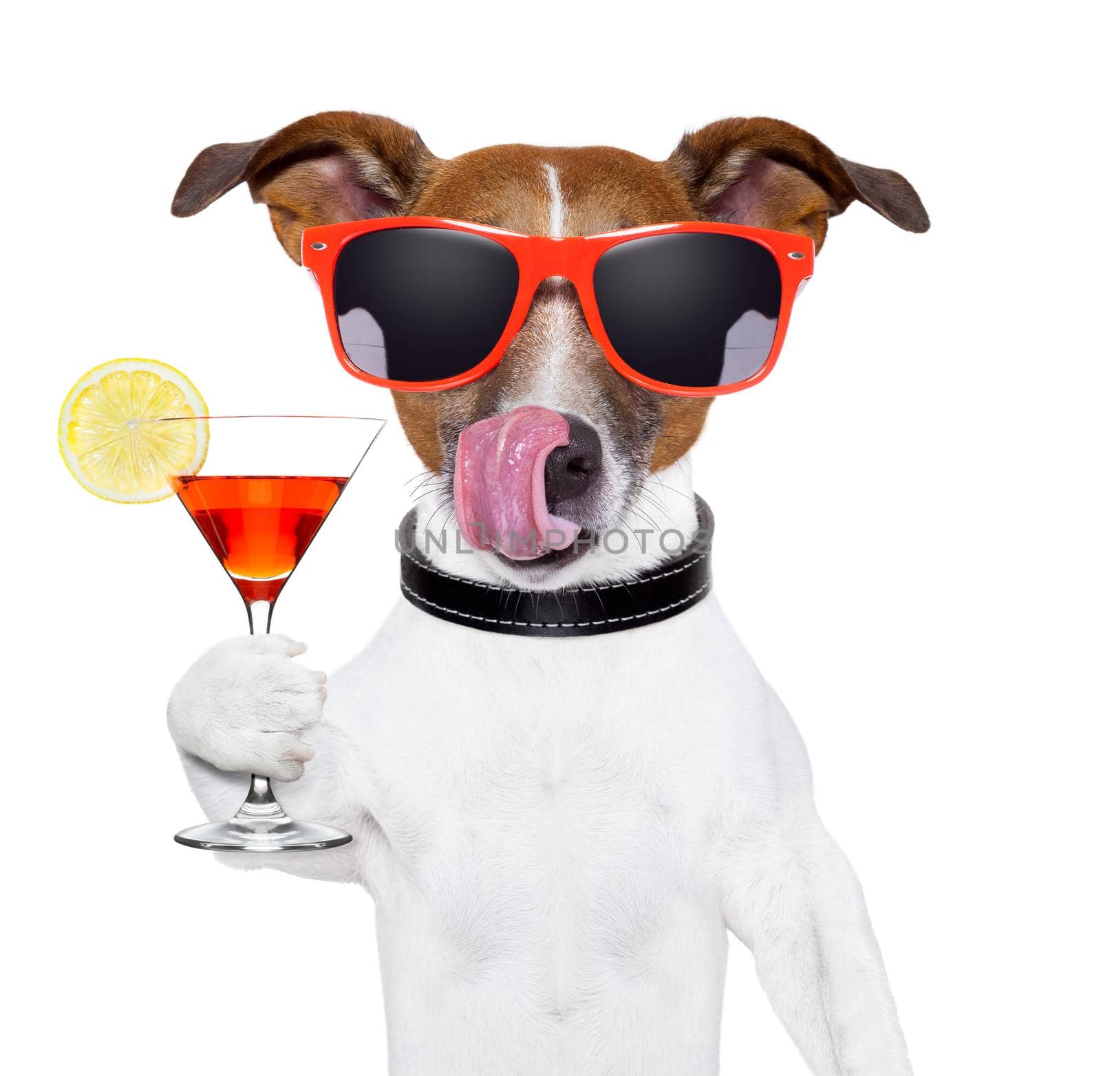 dog cooling with a martini refreshment cocktail