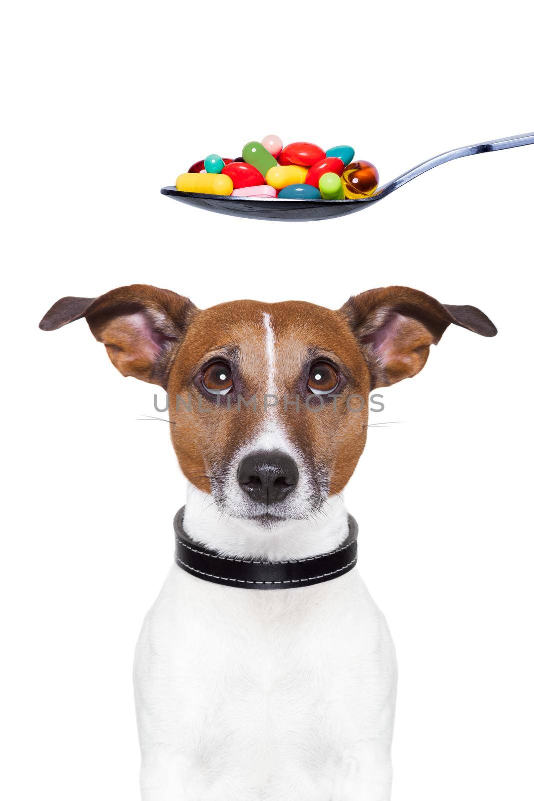 dog pills diet by Brosch
