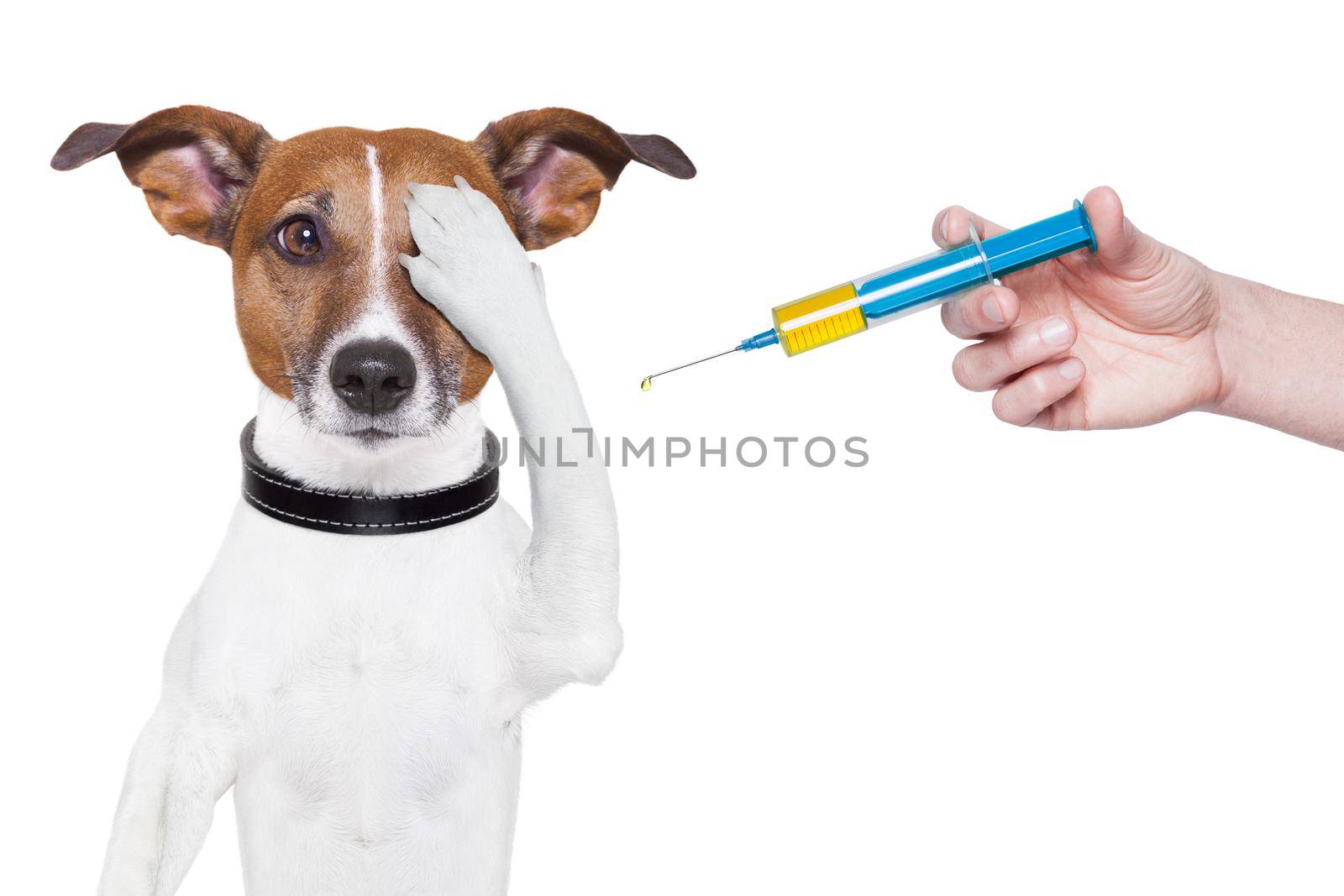 dog vaccination by Brosch
