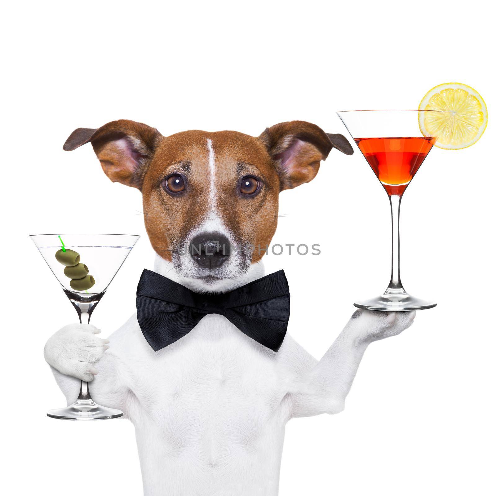 dog holding cocktails and a black tie