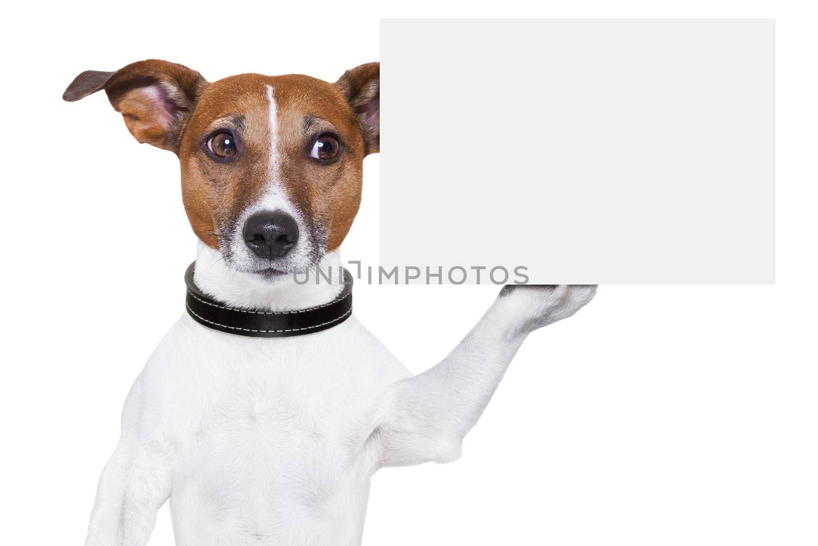 dog holding a  blank white cardboard on paw