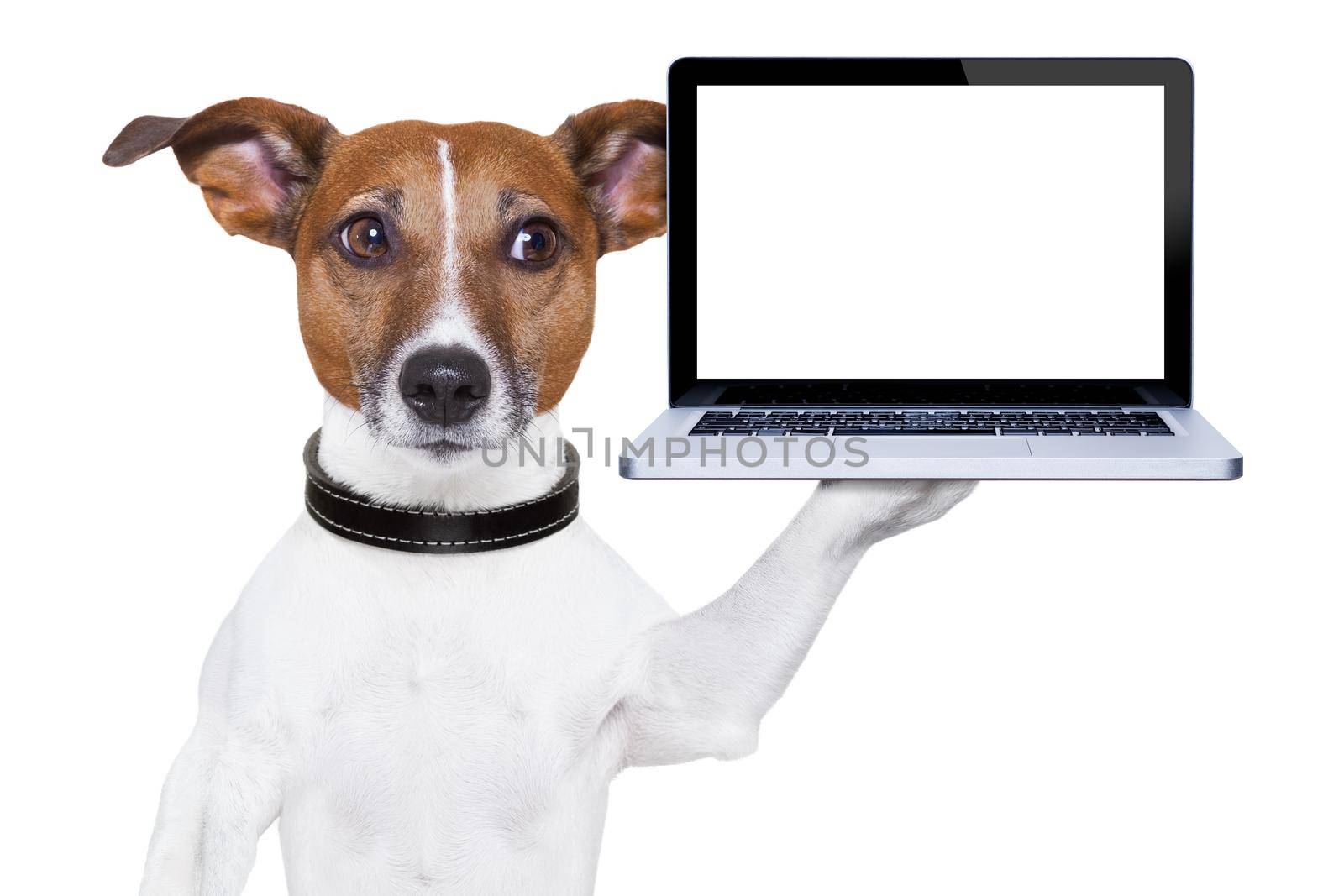 dog holding a  blank portable pc on paw