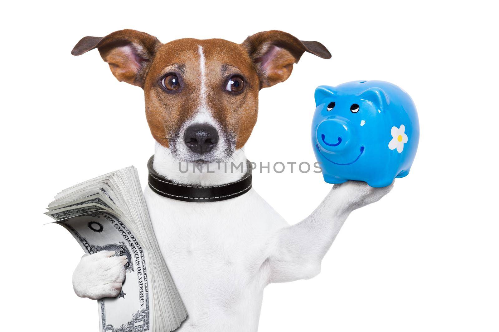 dog holding a  blue piggy bank and a stack of bills