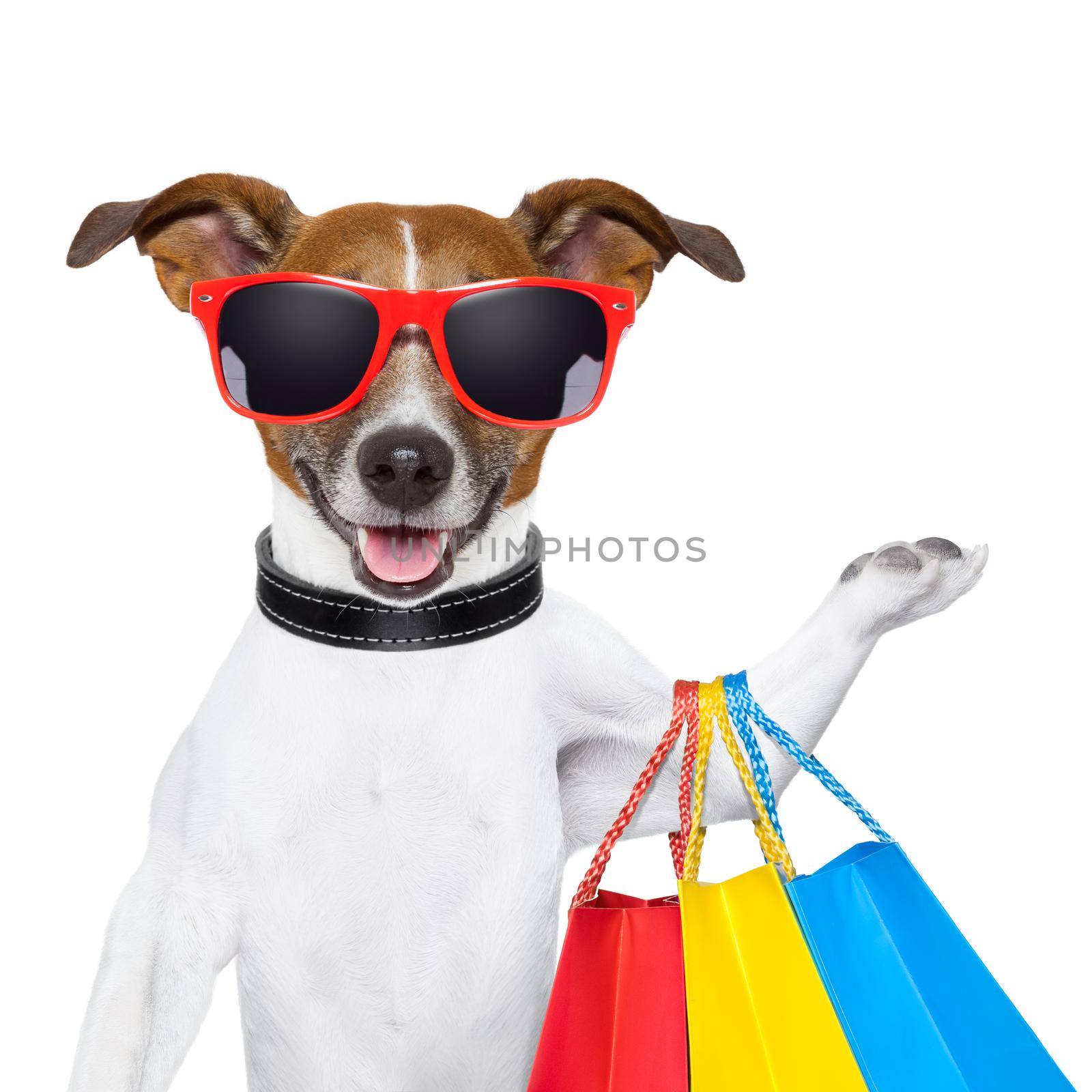 funny  dog with shopping bags and glasses