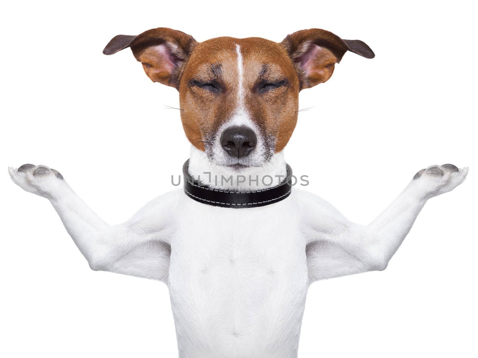 Meditating dog with arms  raised up and closed eyes