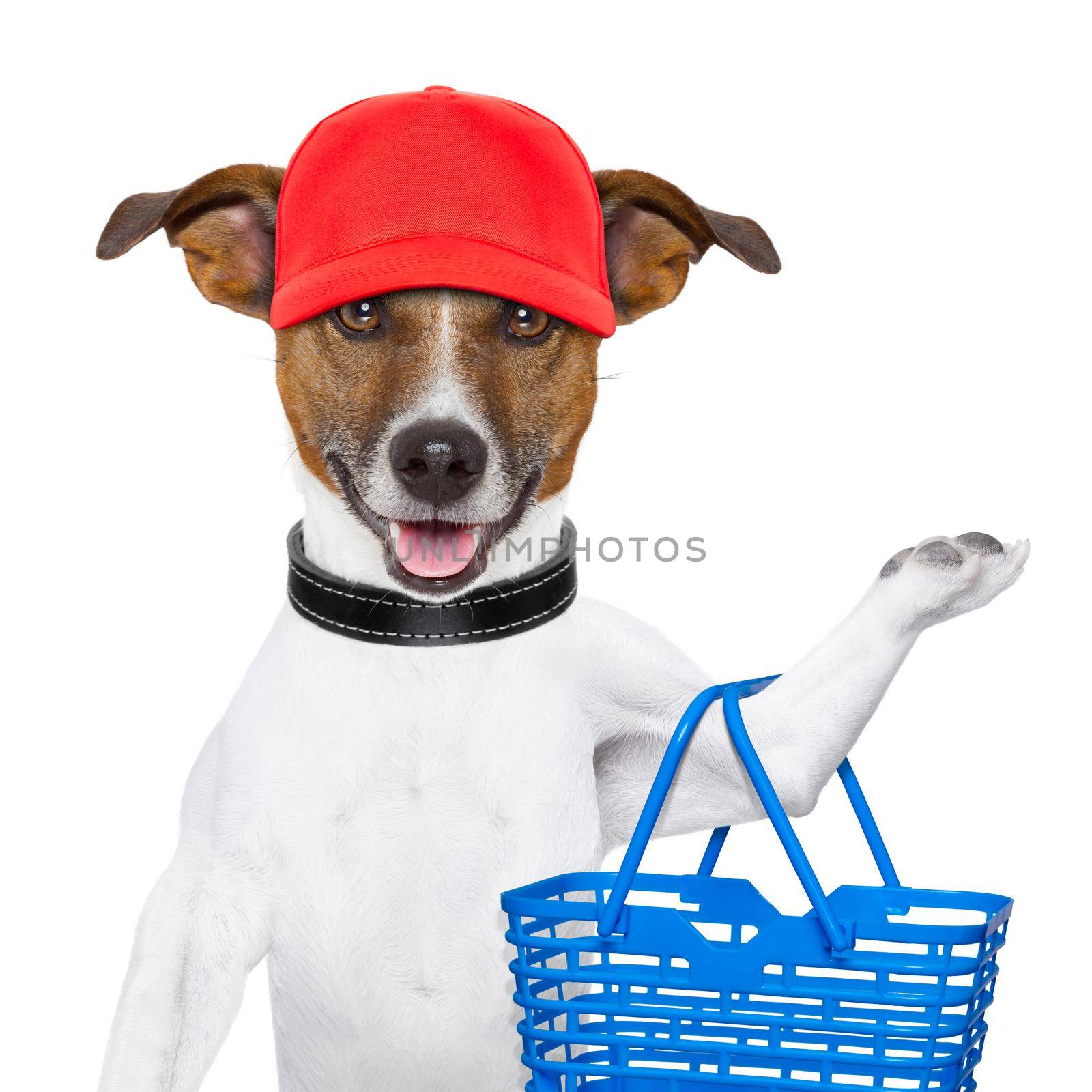 dog with a shopping basket and a red cap