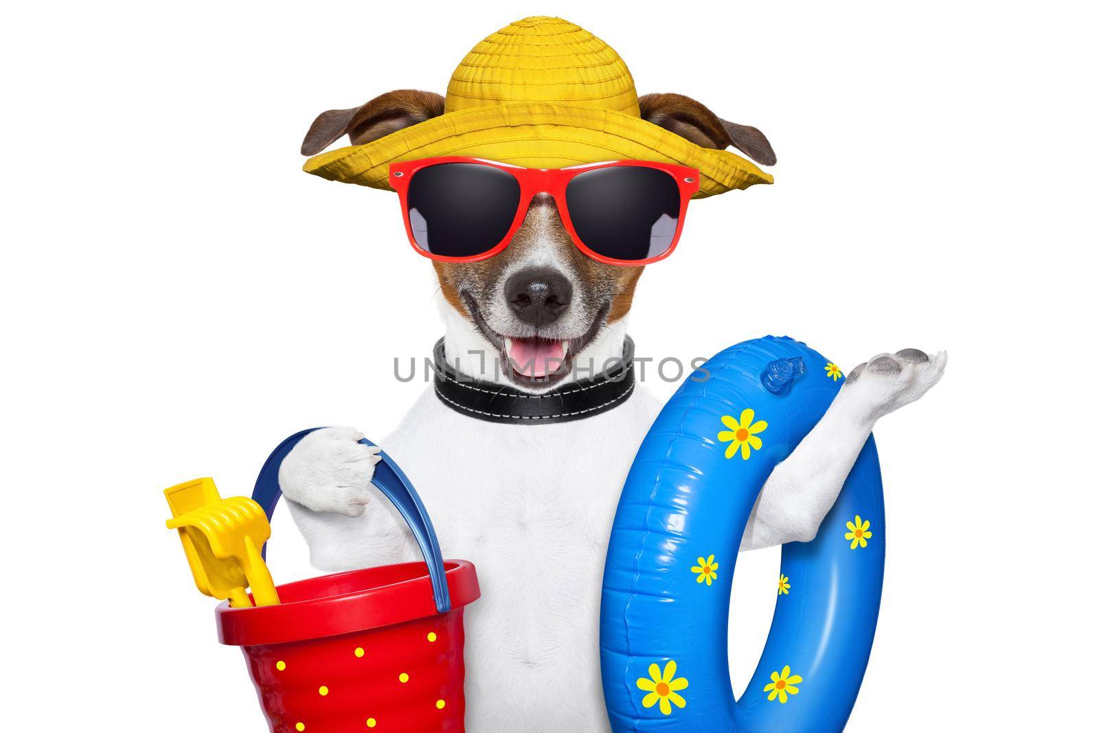 dog ready for beach with bucket swim ring and funny hat