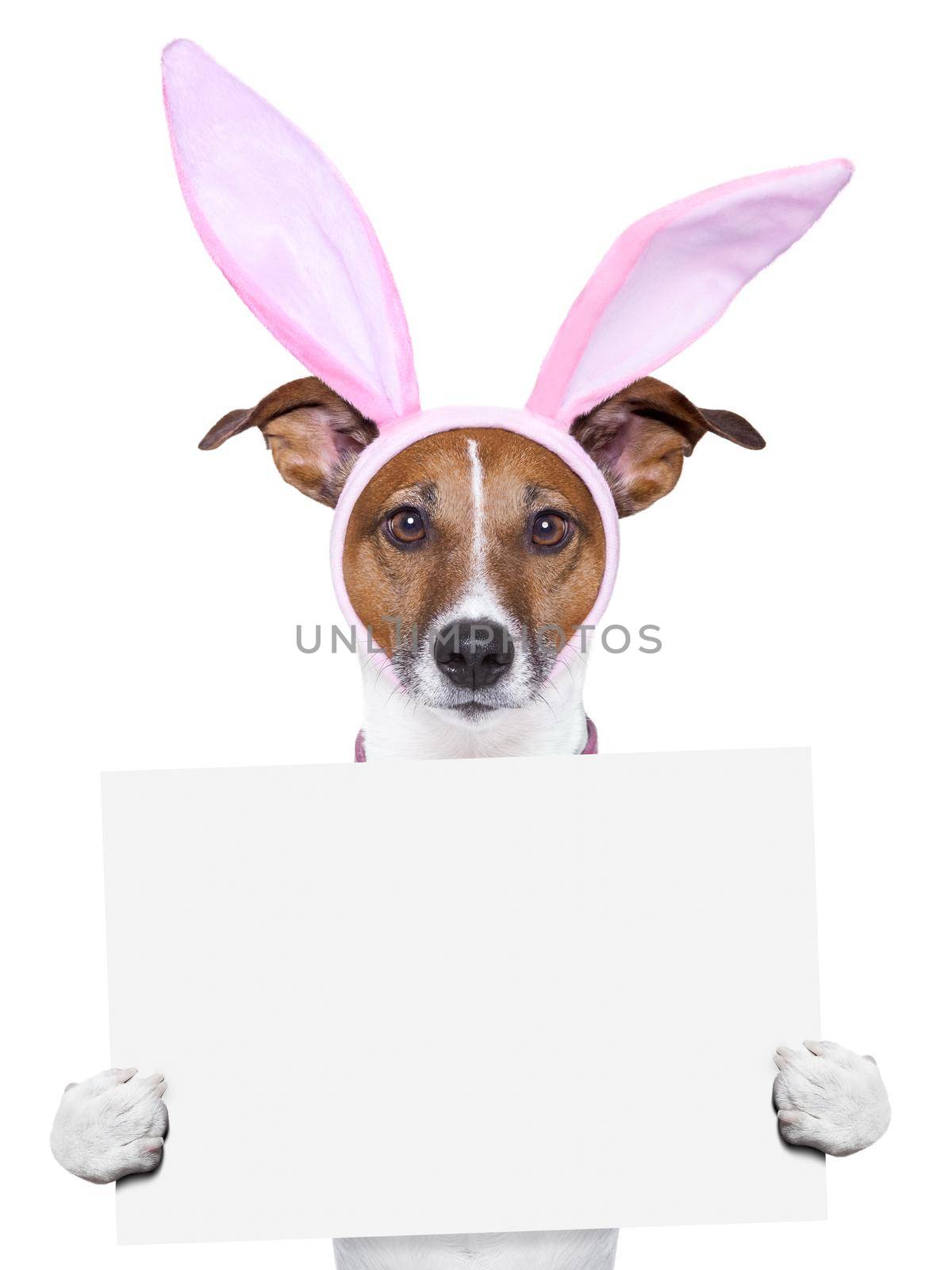 easter dog with  bunny ears holding a placard
