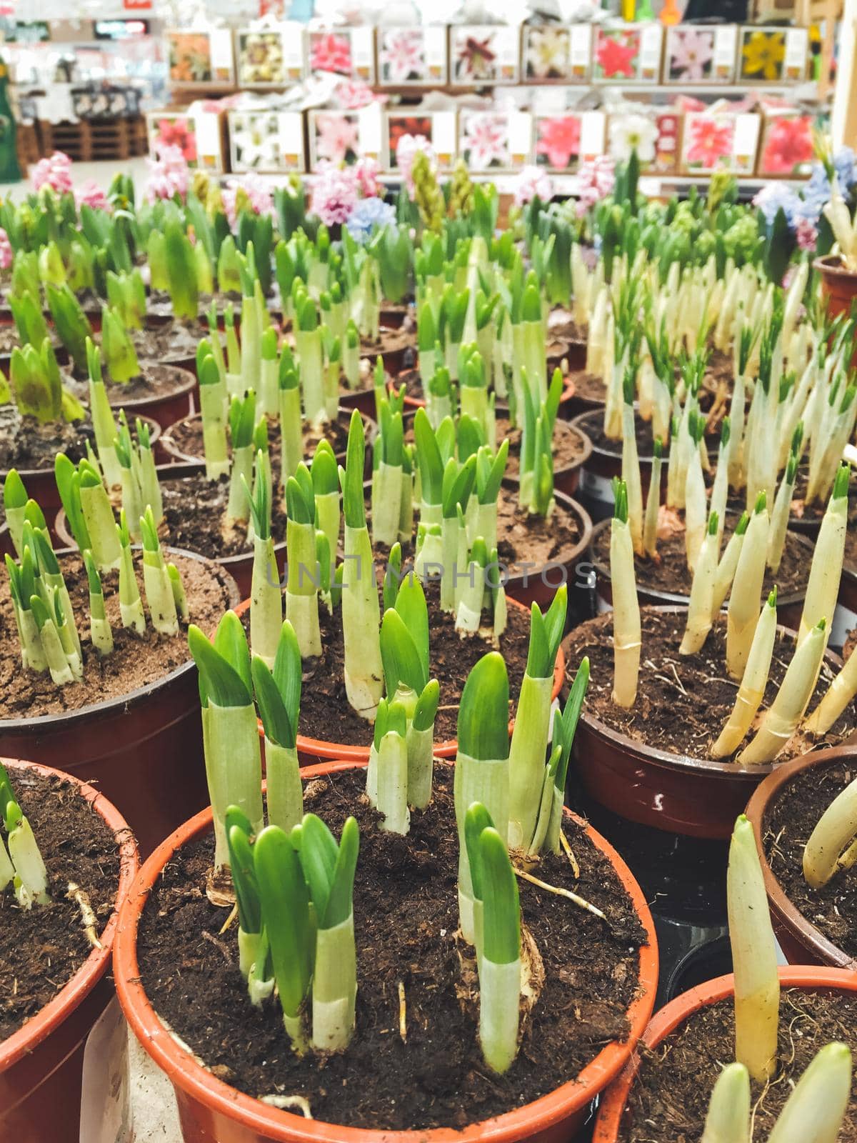 Seedlings of colorful hyacinths in pots. Spring sales in malls and flower shops. Blossoming plants for botanical lovers.