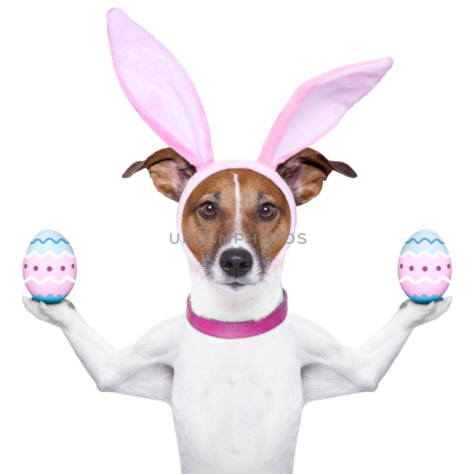 dog with bunny ears  balancing two easter eggs