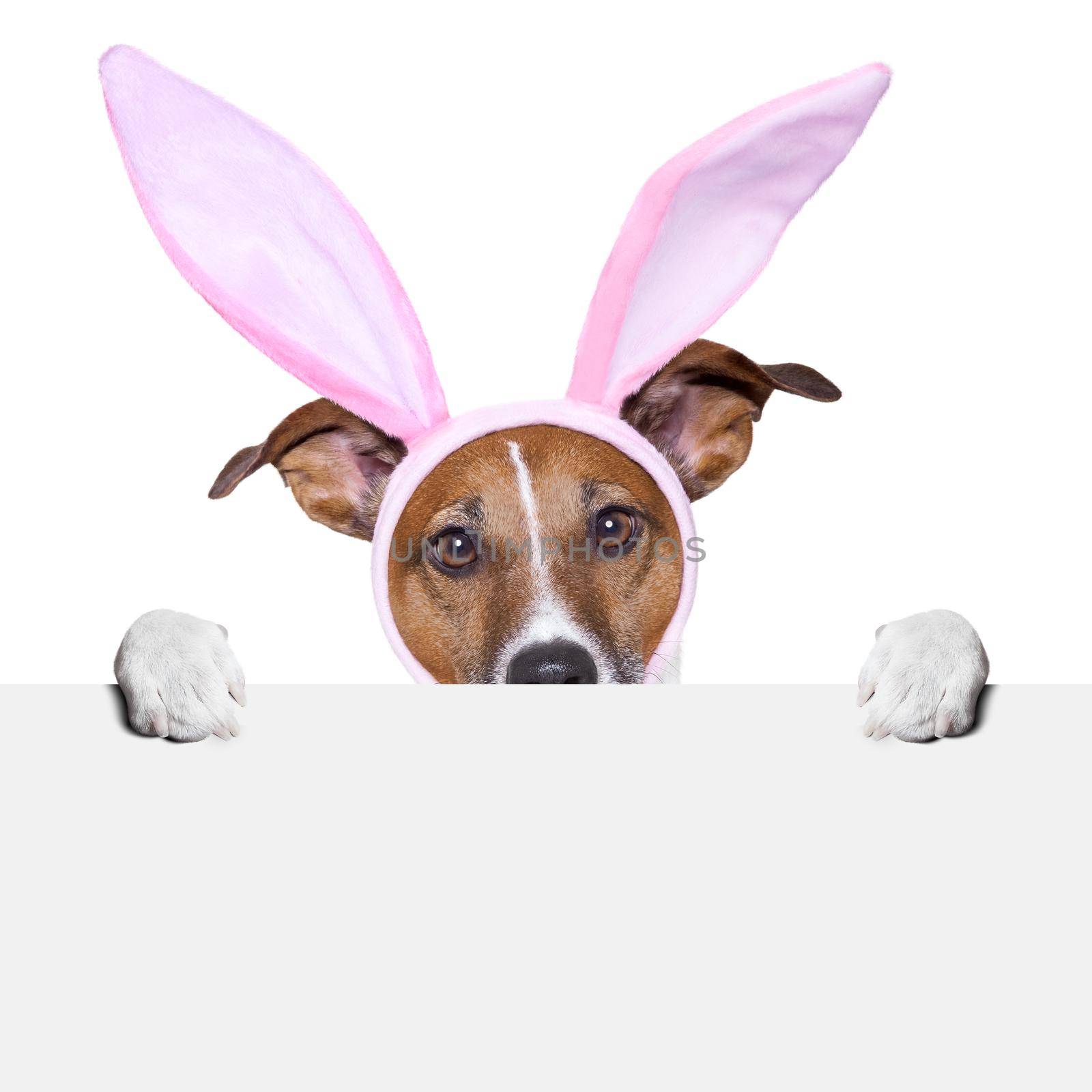  funny easter dog by Brosch