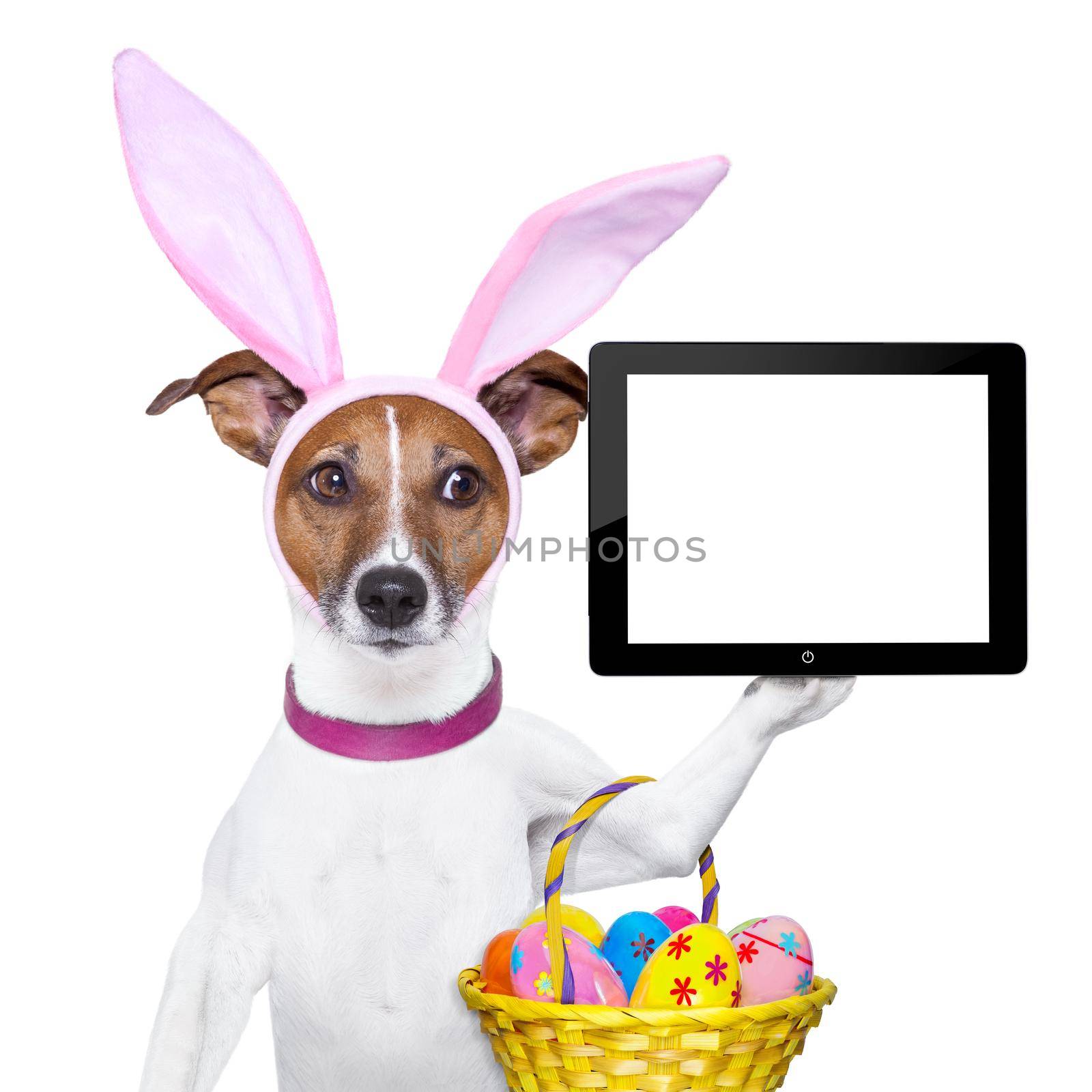 dog dressed up as bunny with easter basket holding a tablet pc