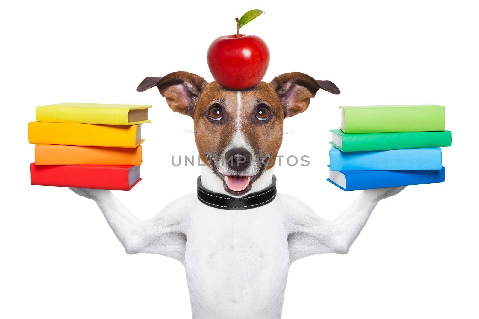 dog going to school balancing books and apple