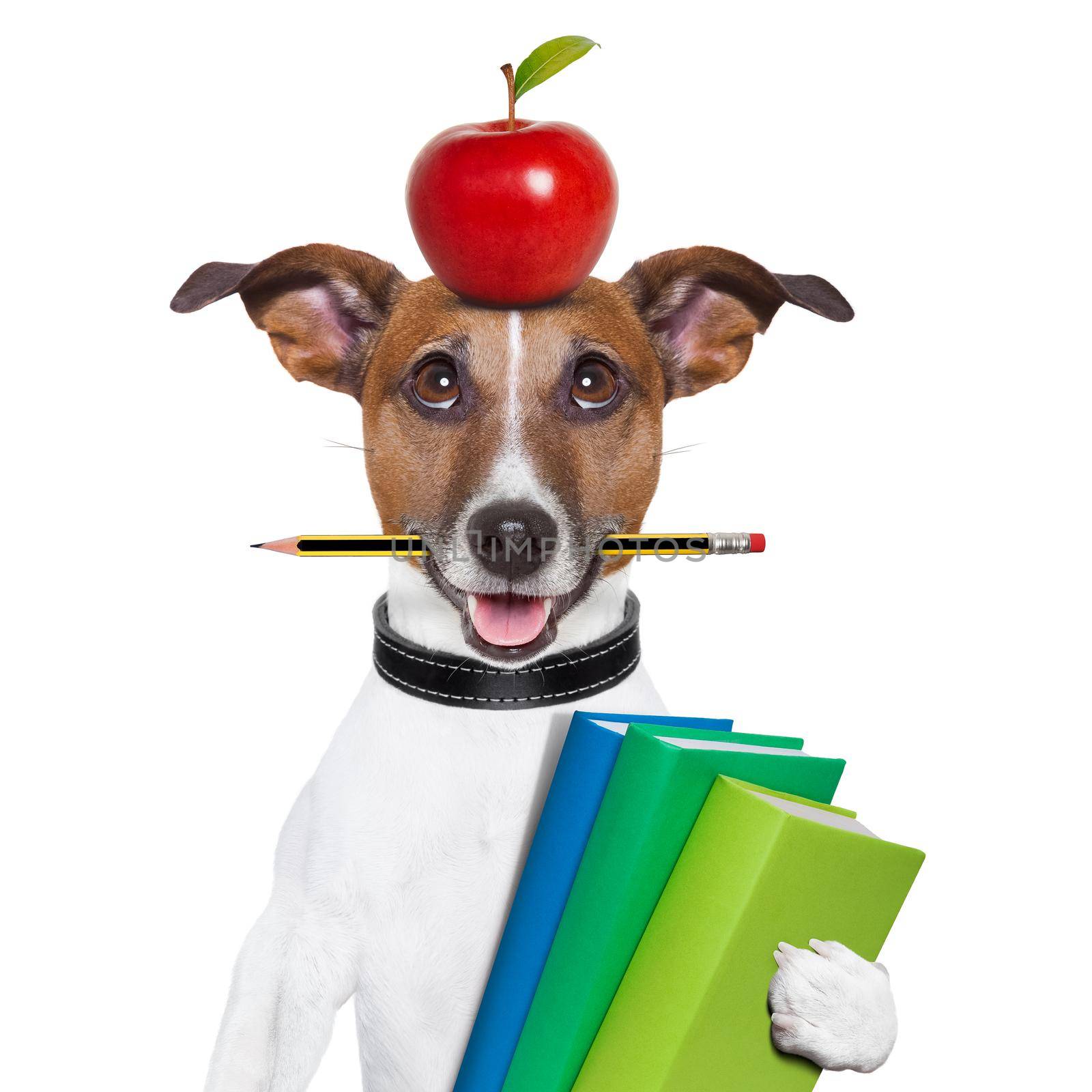 dog going to school with books pencil and apple