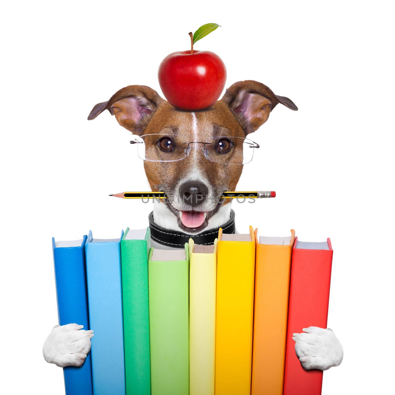 dog and books by Brosch